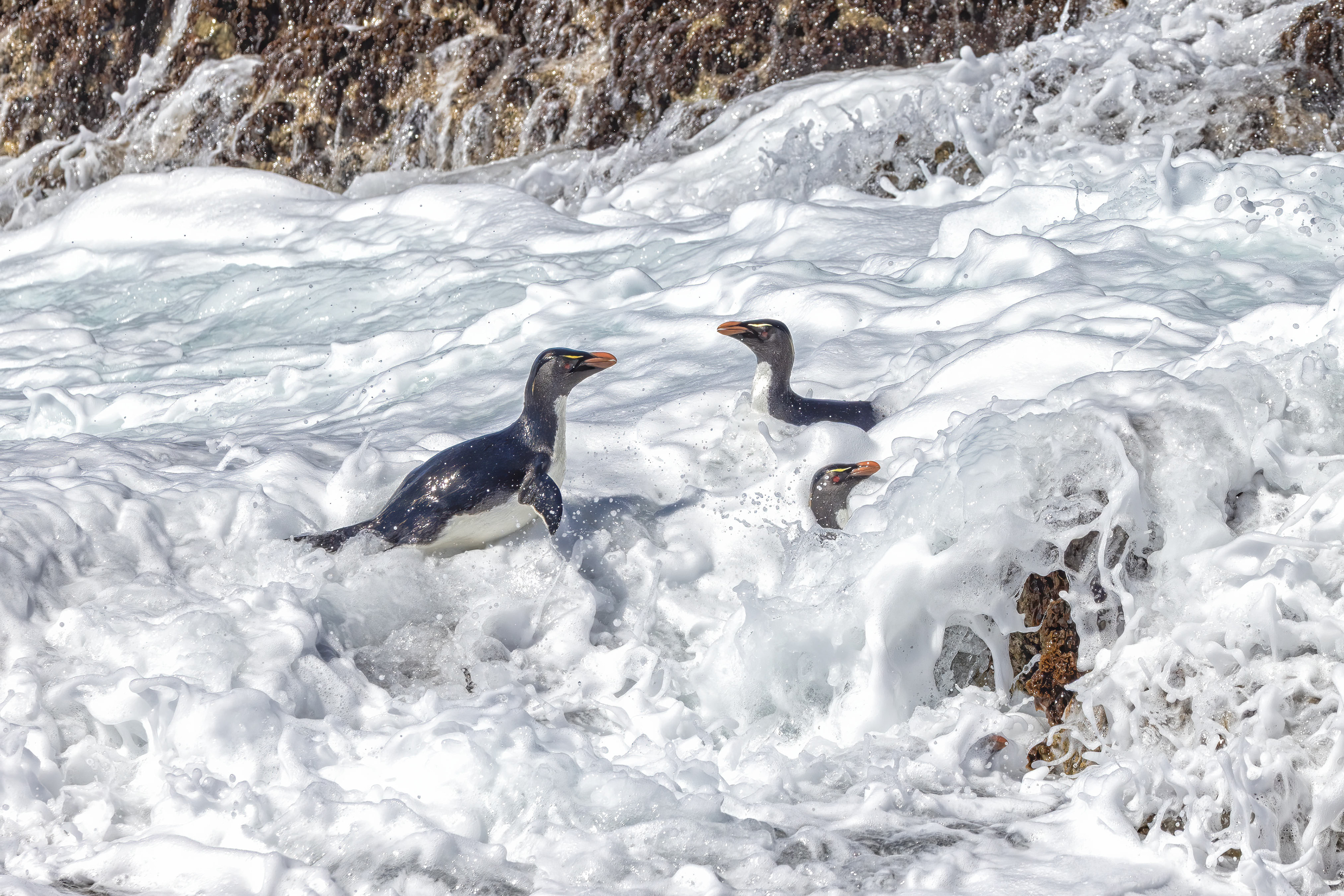 Southern Rockhoppers playing in the wild surf - Falklands - RM