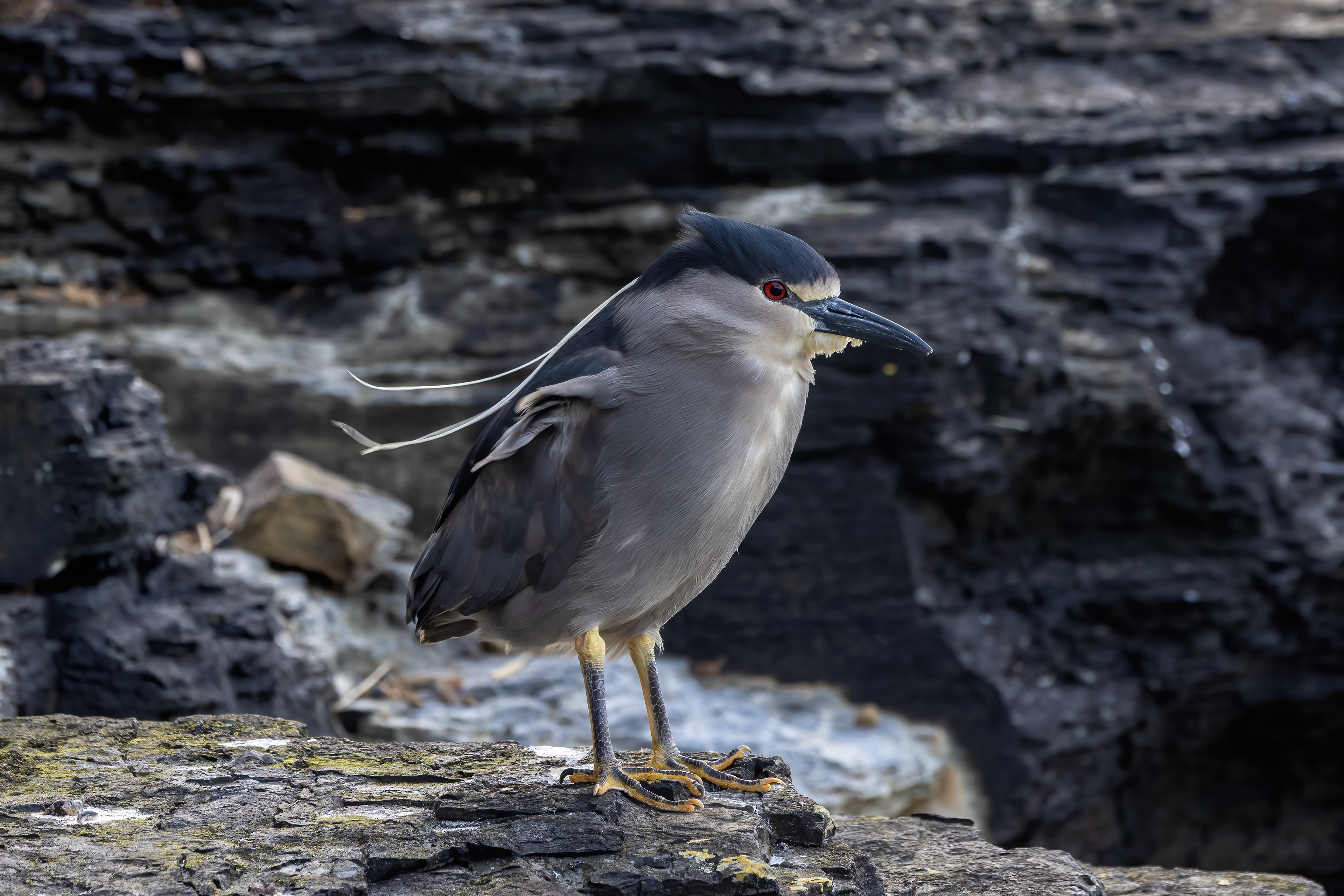 Night Heron - Falklands - RM