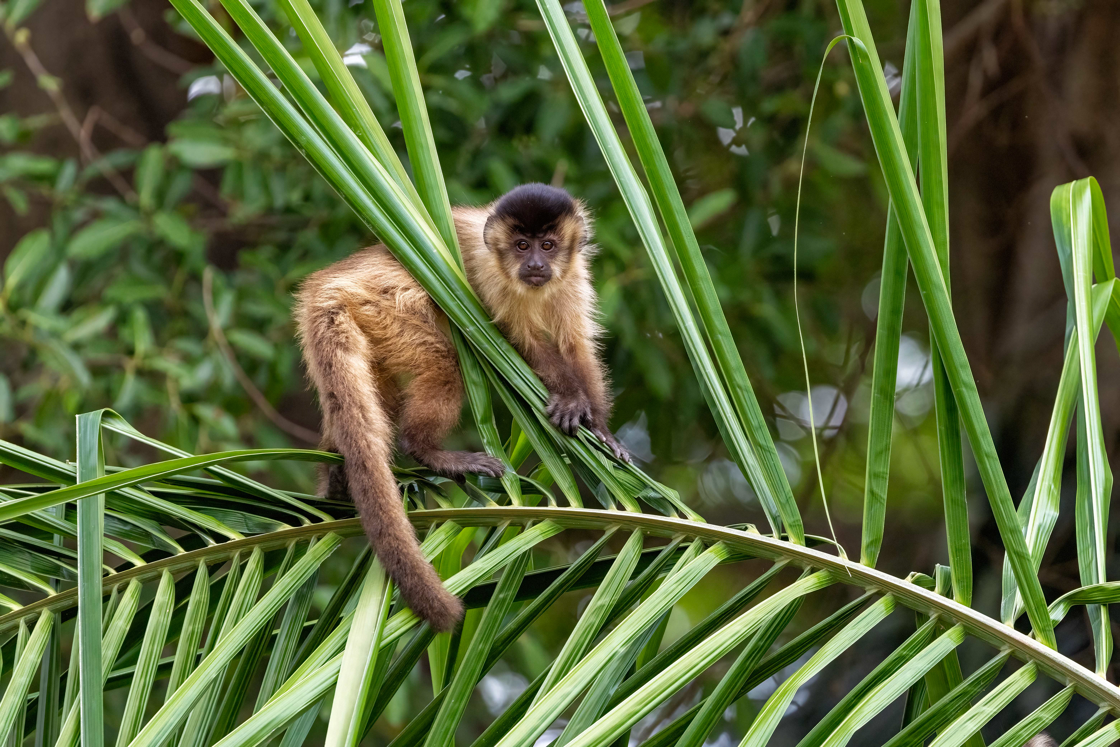 Brown Capuchin