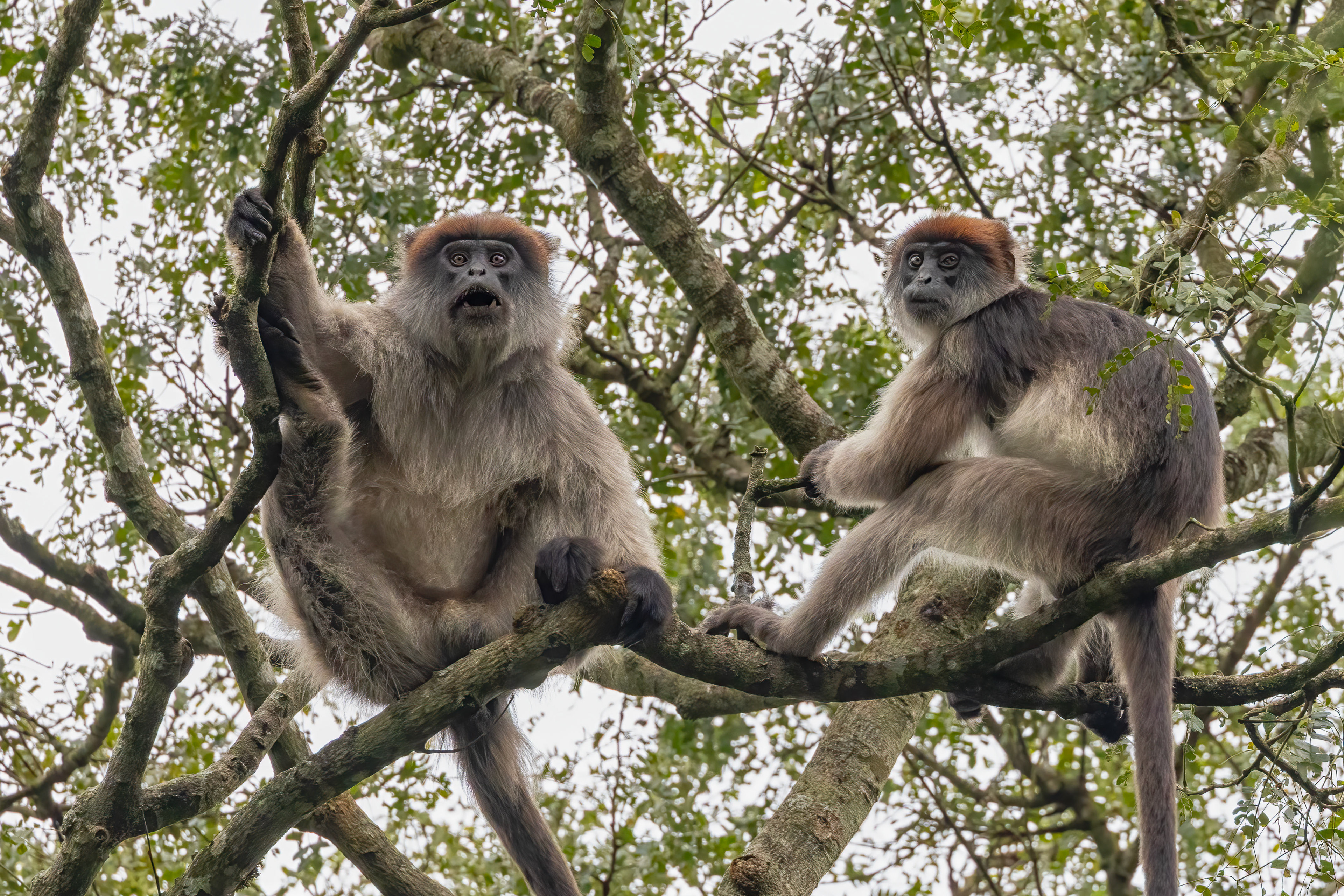 Ugandan Red Colobus Monkeys - Kibale Forest, Uganda - RM
