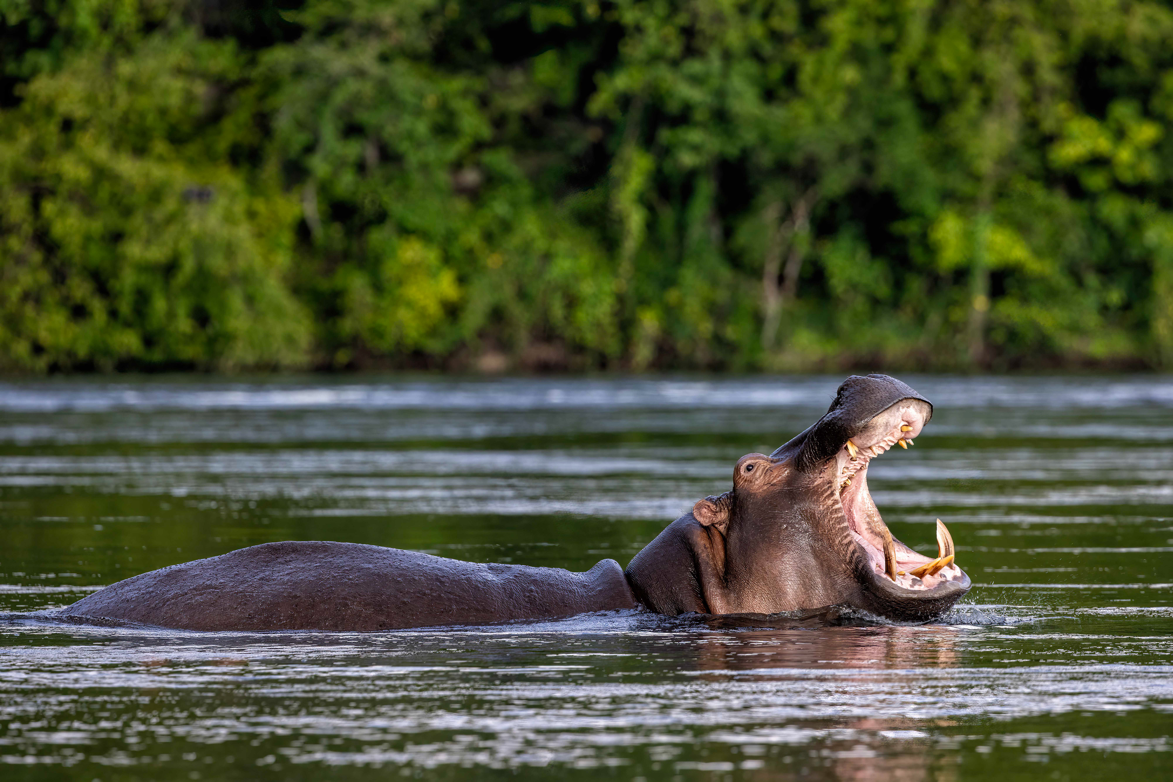 Hippo yawning - Murchison Falls National Park, Uganda