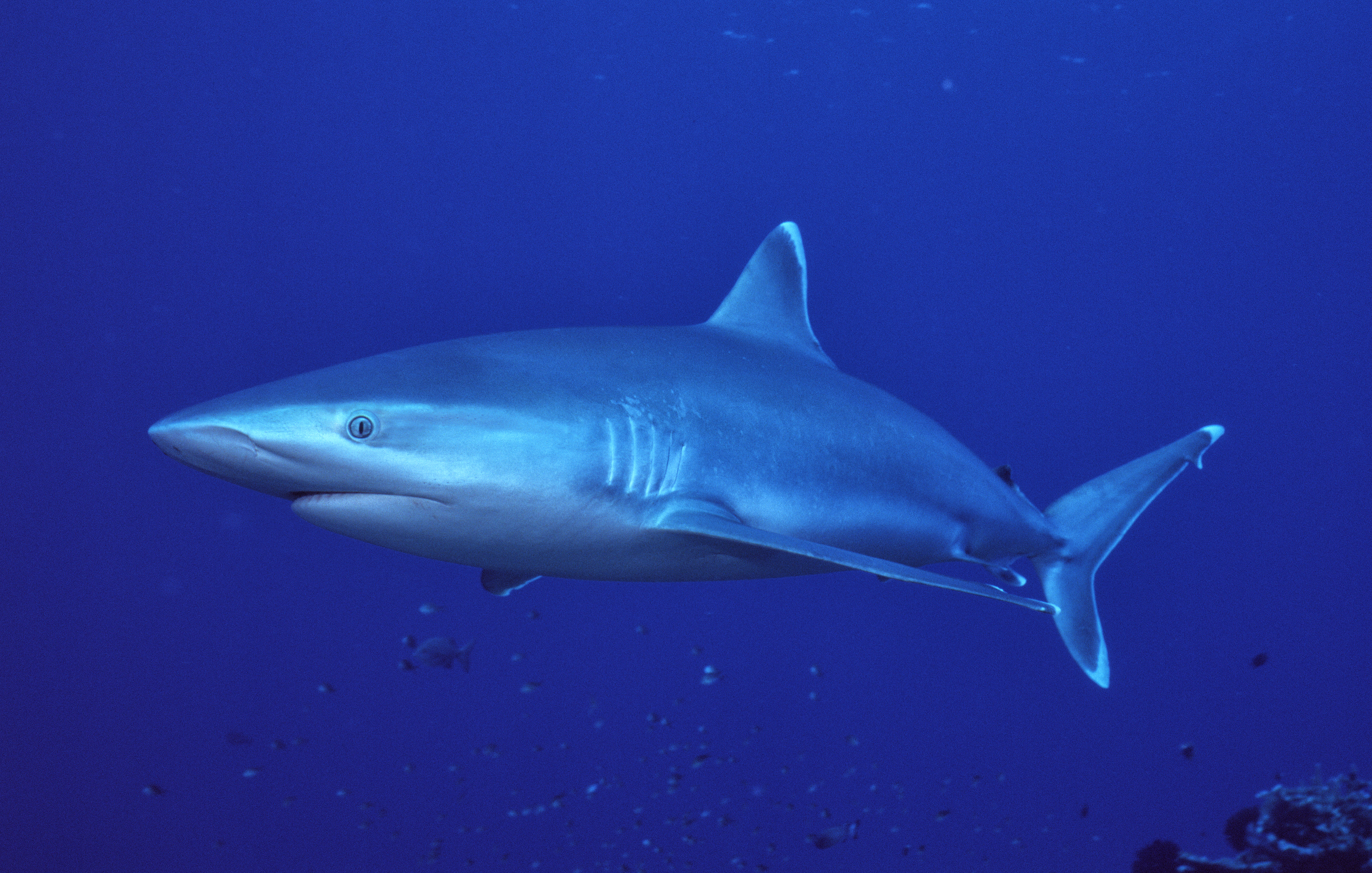 Silvertip Reef Shark - Papua New Guinea