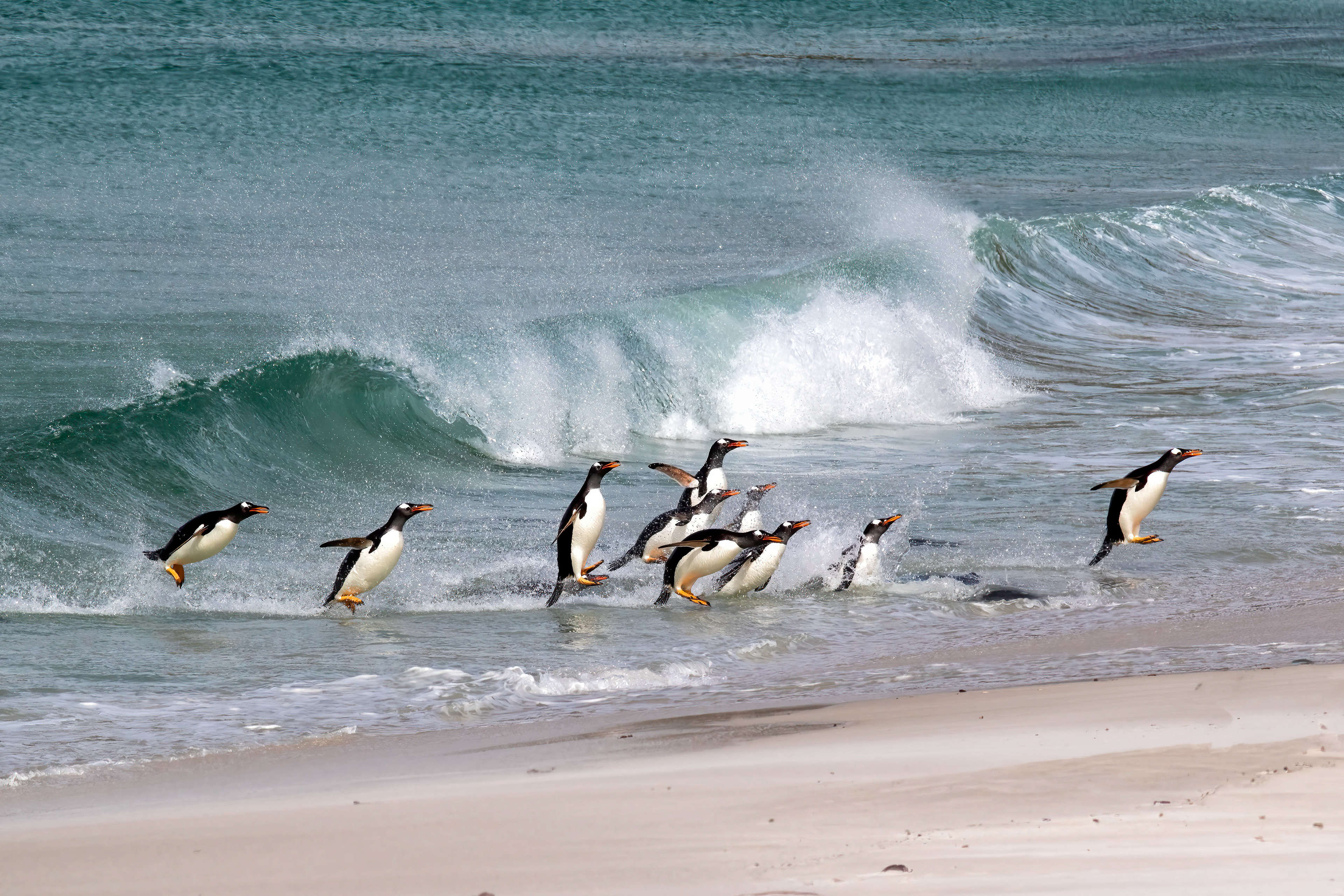 Gentoo Penguins surfing in - Falklands - RM