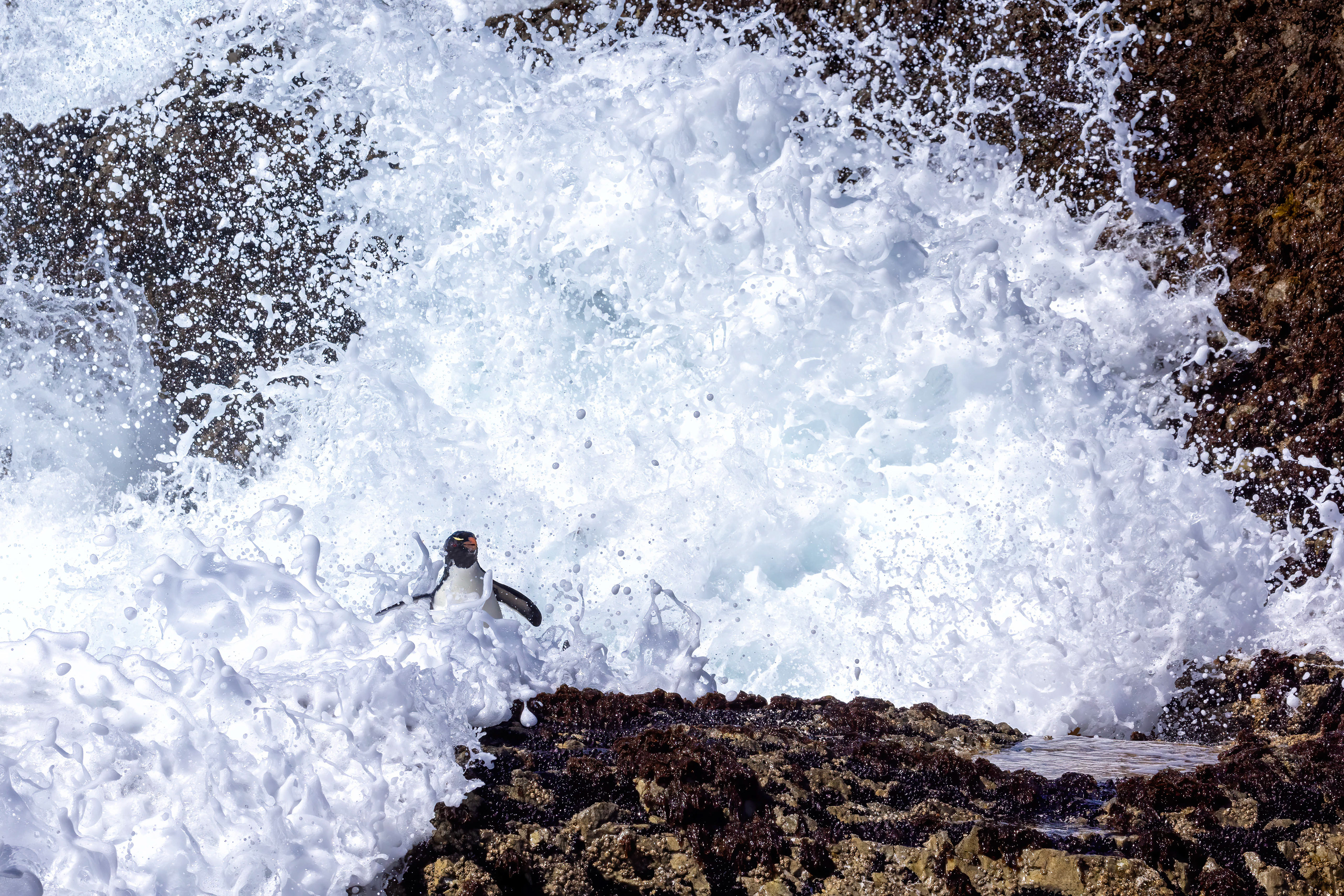 Southern Rockhopper being swallowed by a huge breaking wave - Falklands