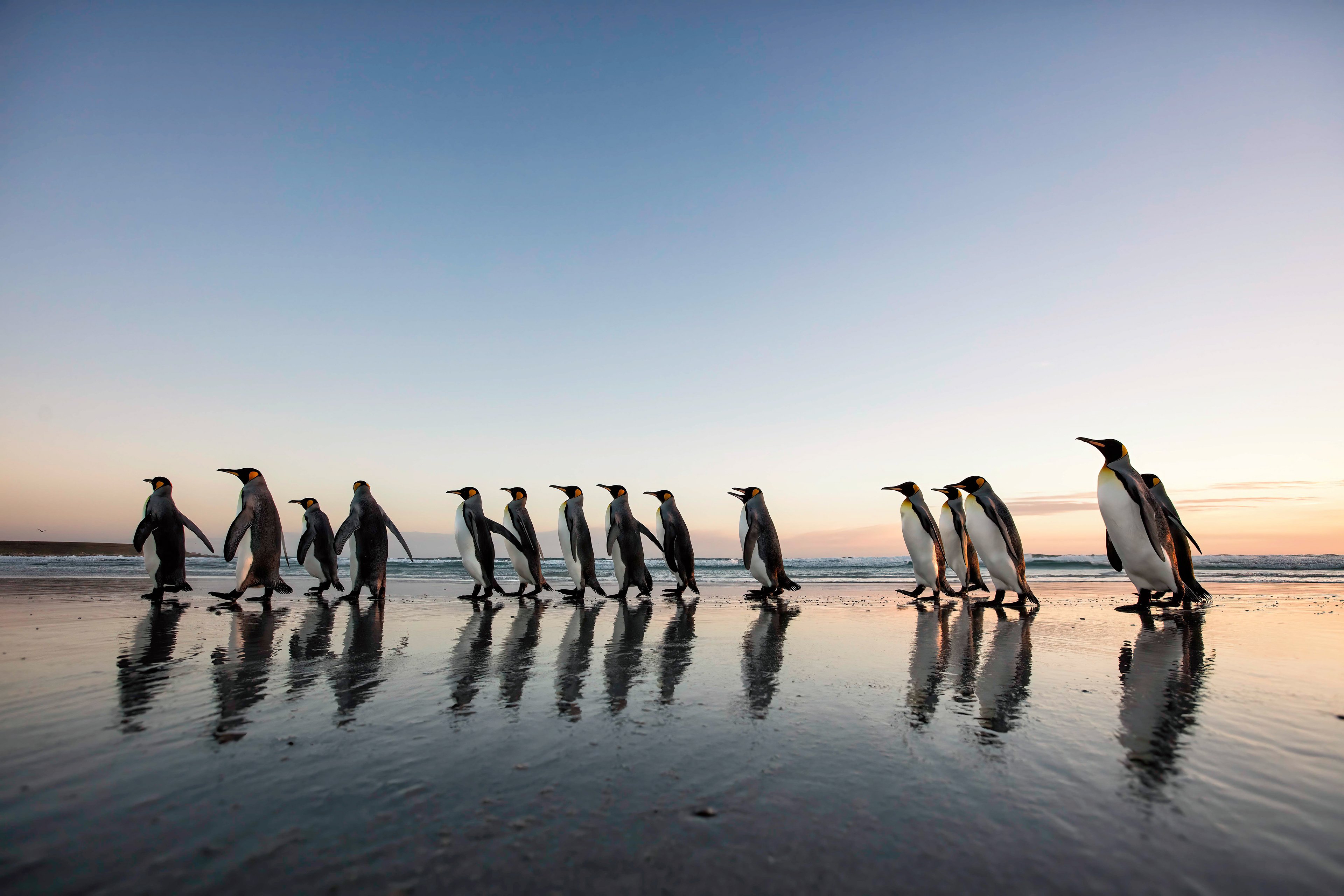 King Penguins at sunrise - Falklands