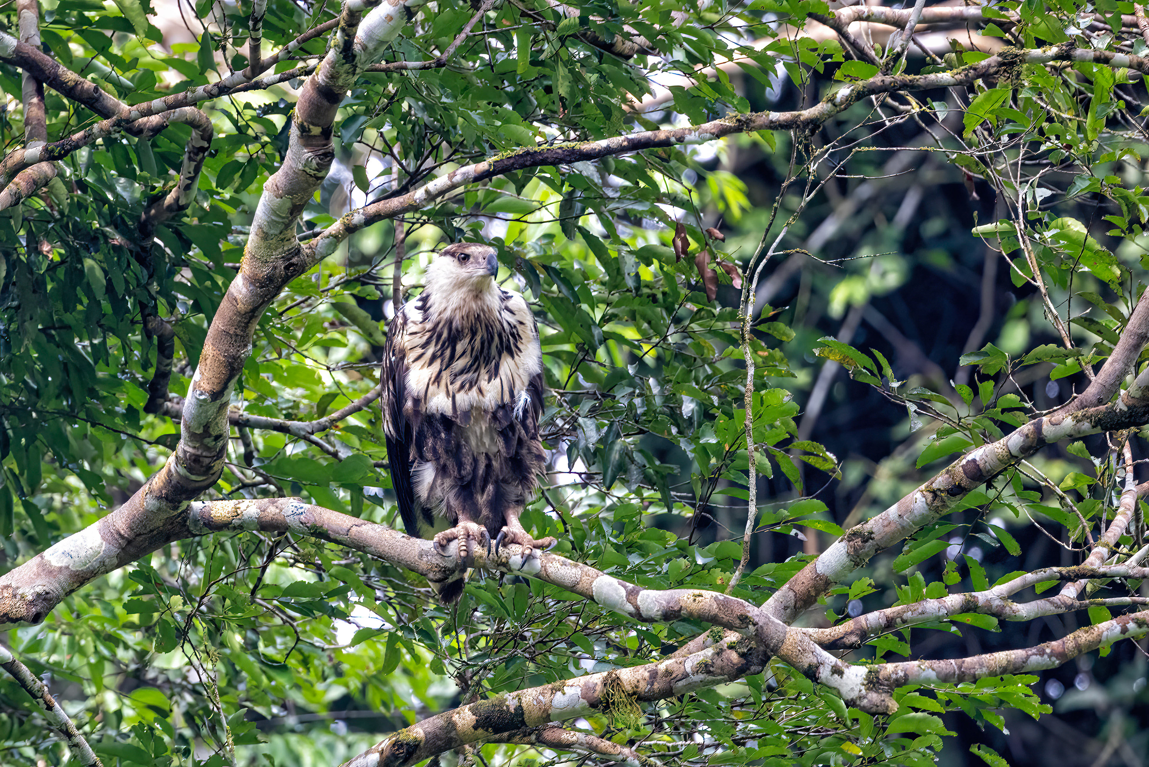 Juvenile African Fish Eagle - Odzala, Republic of Congo-RM