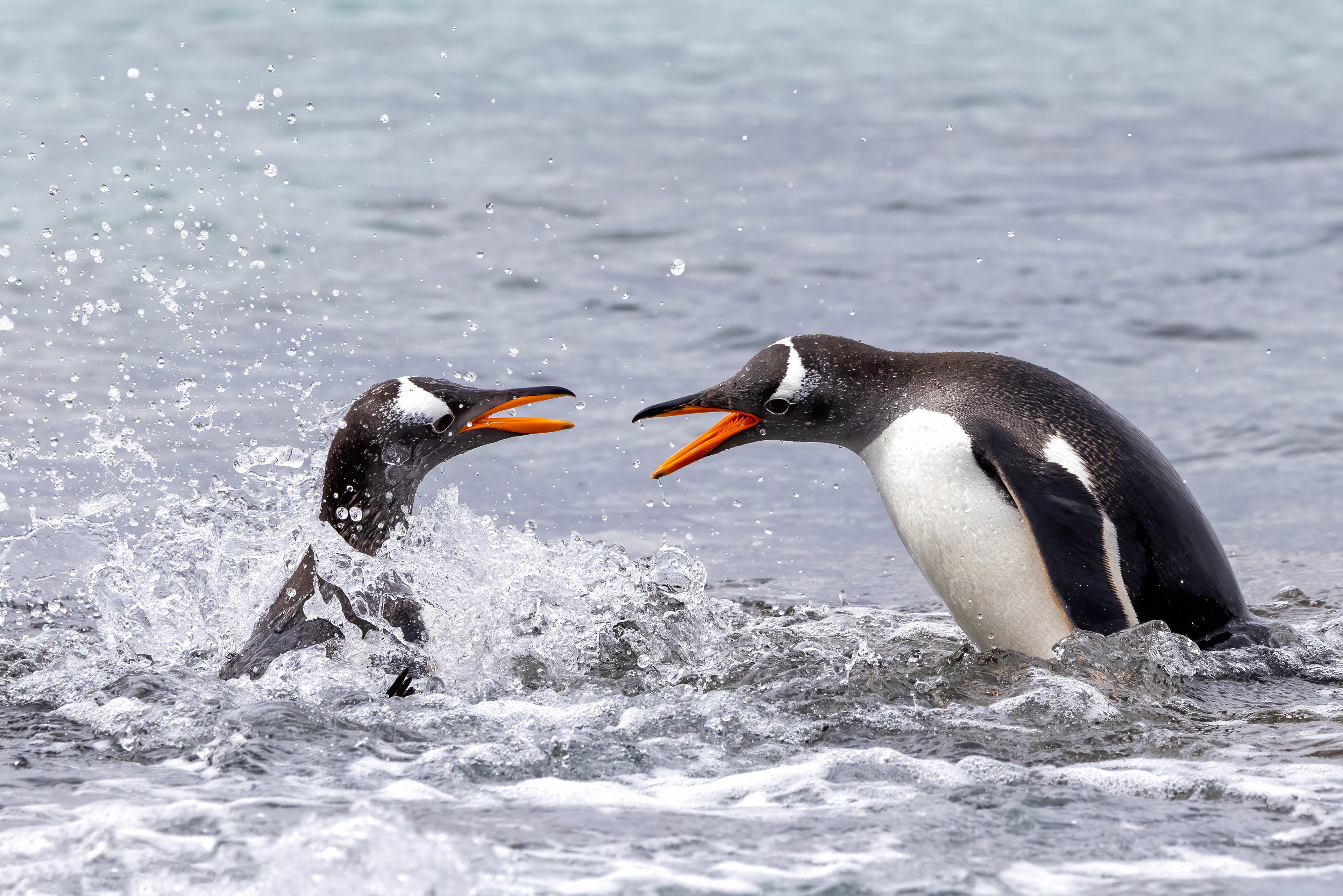 Squabbling Gentoo Penguins - Falklands - RM