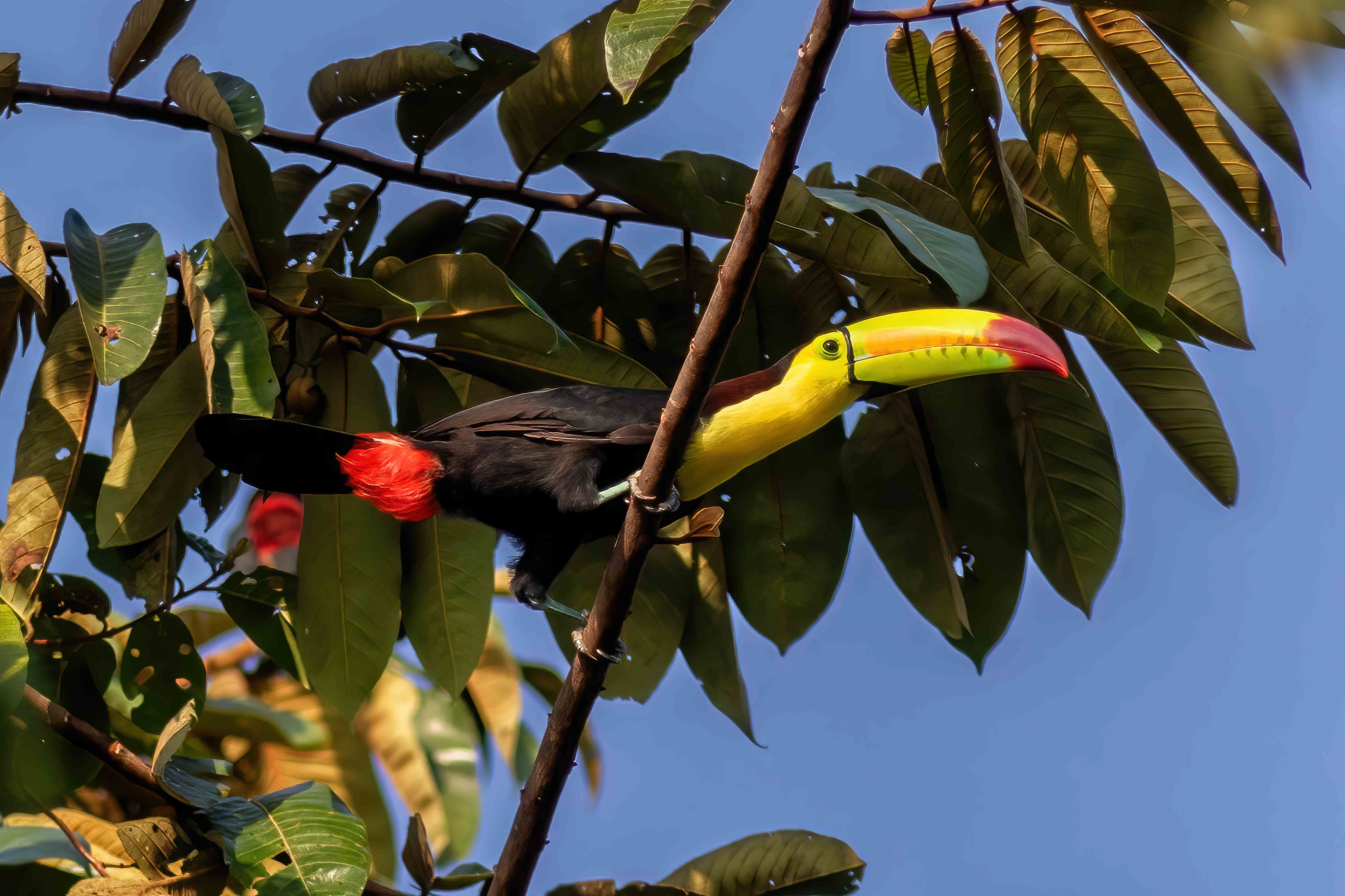 Keel-Billed Toucan - Belize - RM