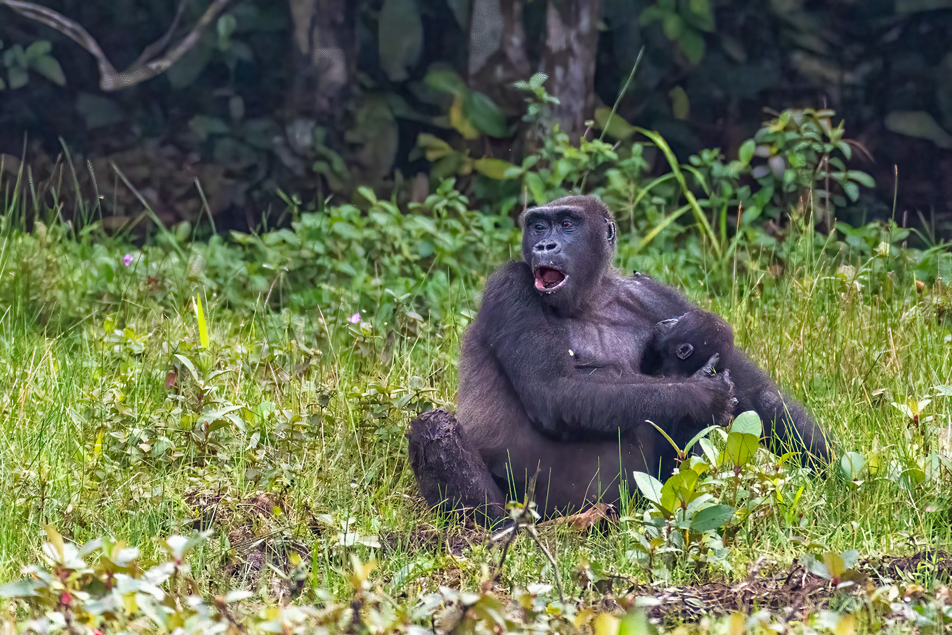 Western Lowland Gorilla nursing her baby - Odzala, Republic of Congo