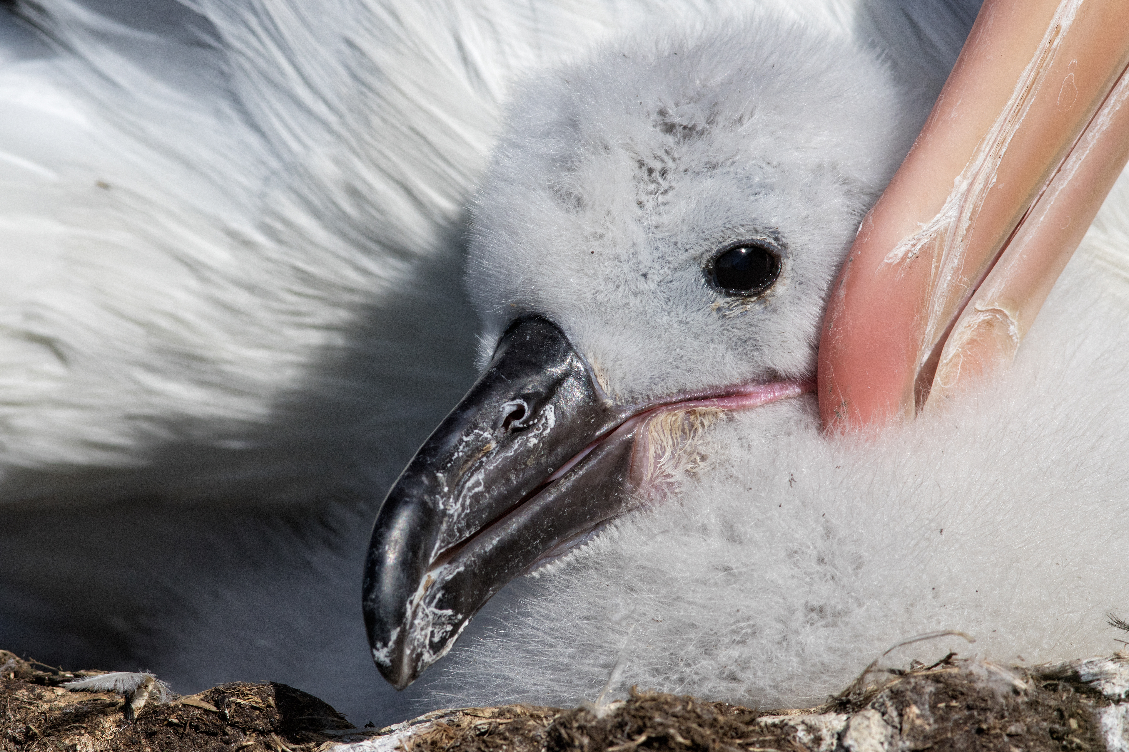 Young Black-browed Albatross chick being groomed - Falklands - RM