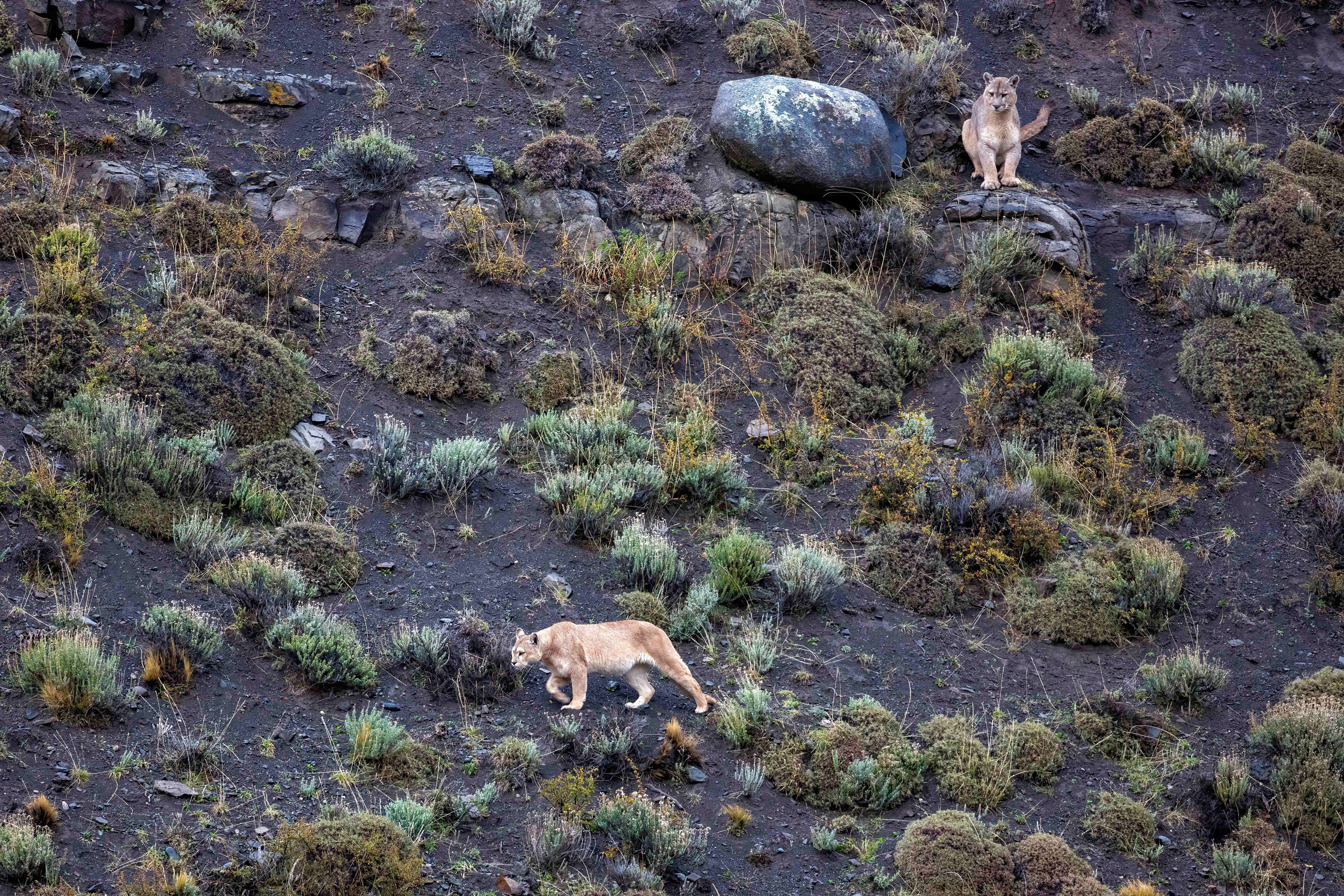 Young Pumas exploring - Patagonia