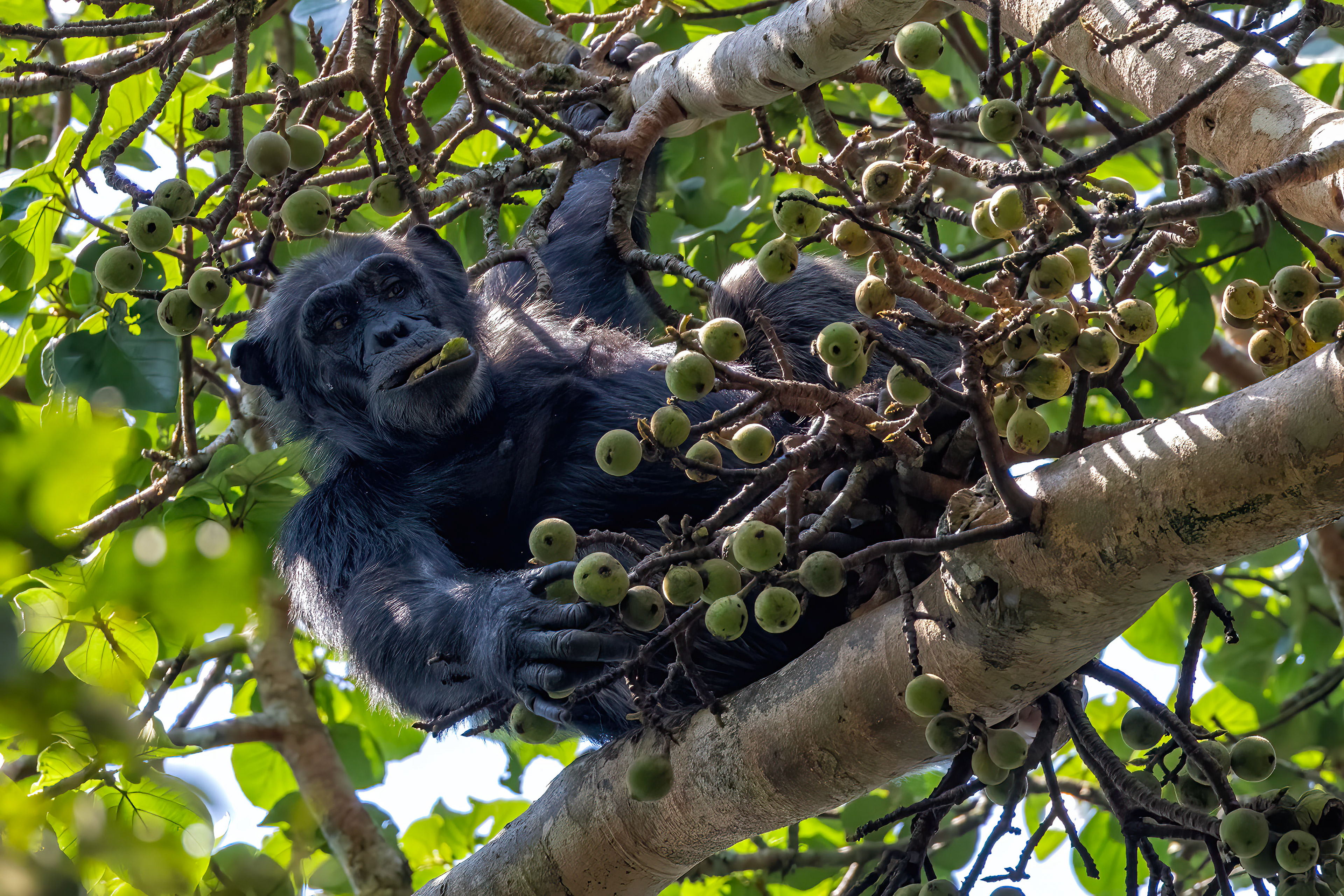 Chimpanzee feeding on figs - Kibale Forest, Uganda - RM