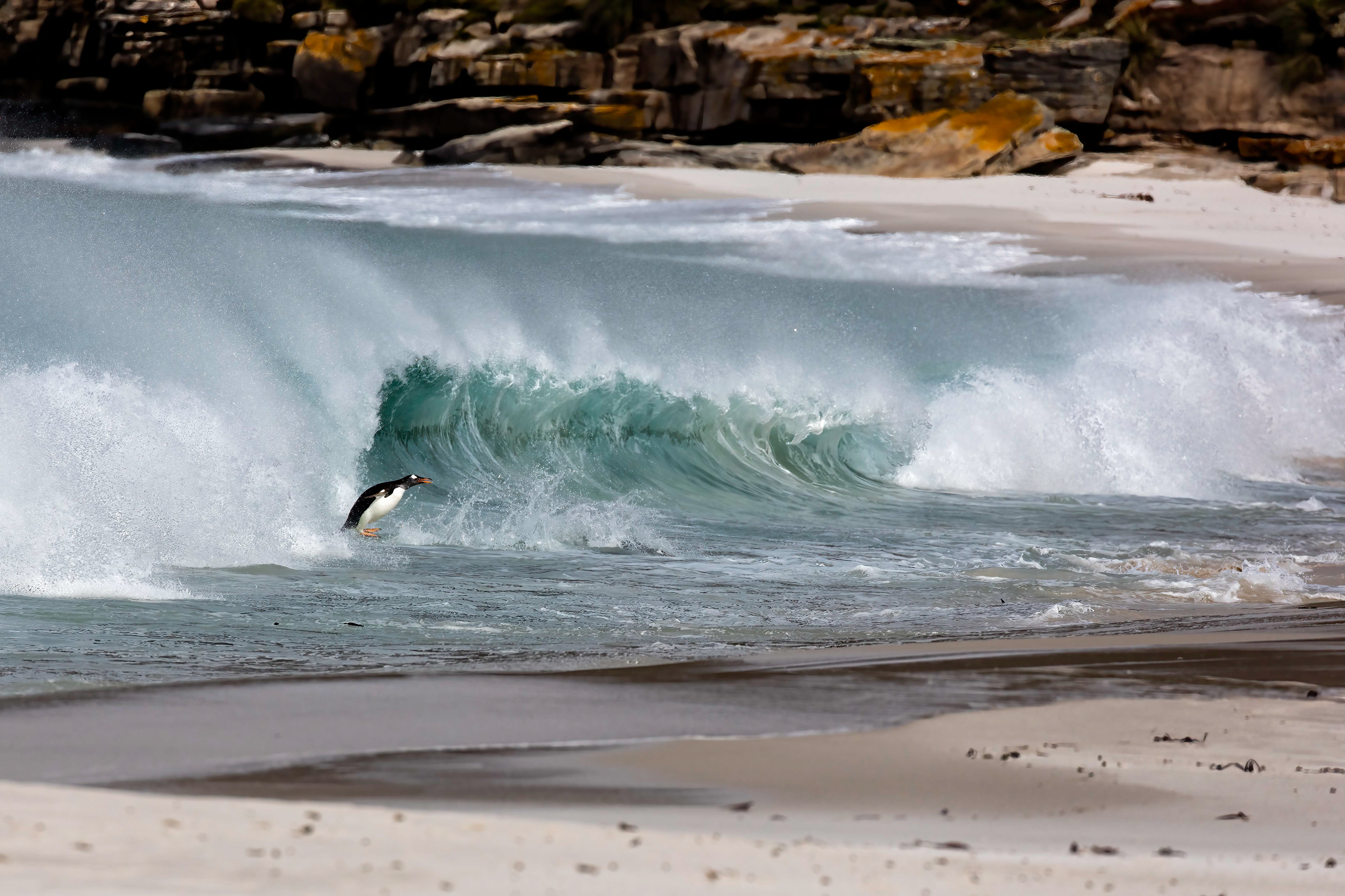 Gentoo Penguin enjoying the surf - Falklands