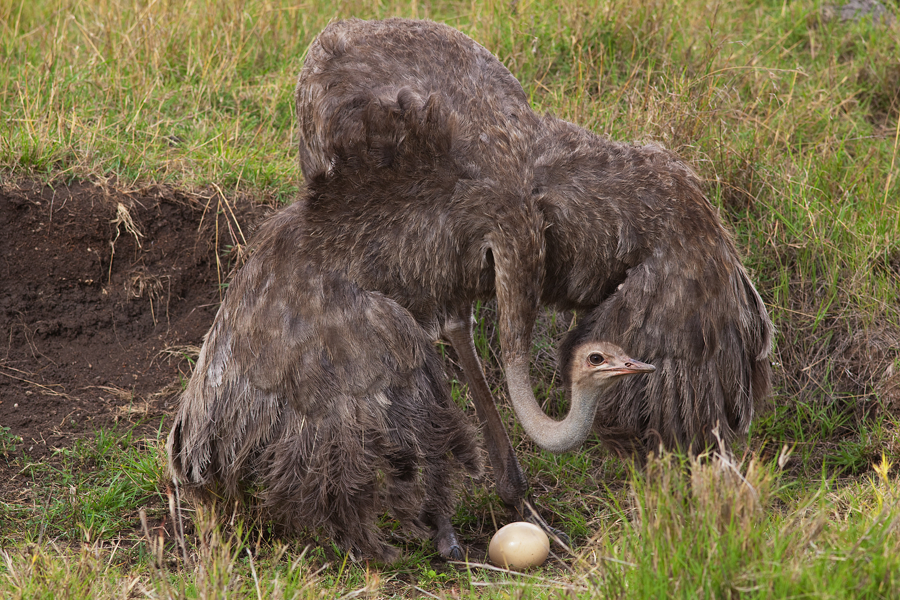 Female Ostrich guarding her single egg - Masai Mara
