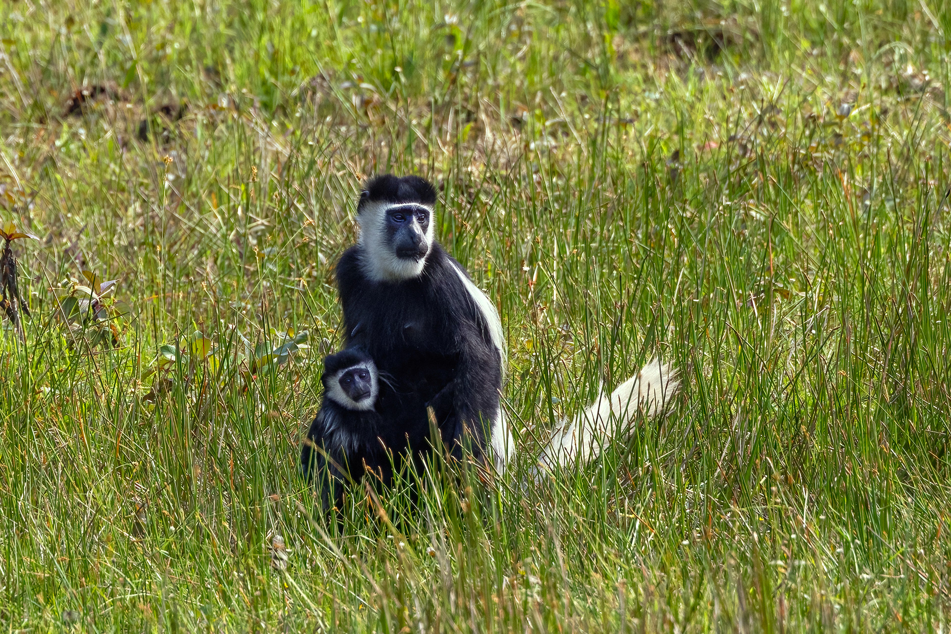 Black & White Colobus mother & baby - Odzala, Republic of Congo - RM
