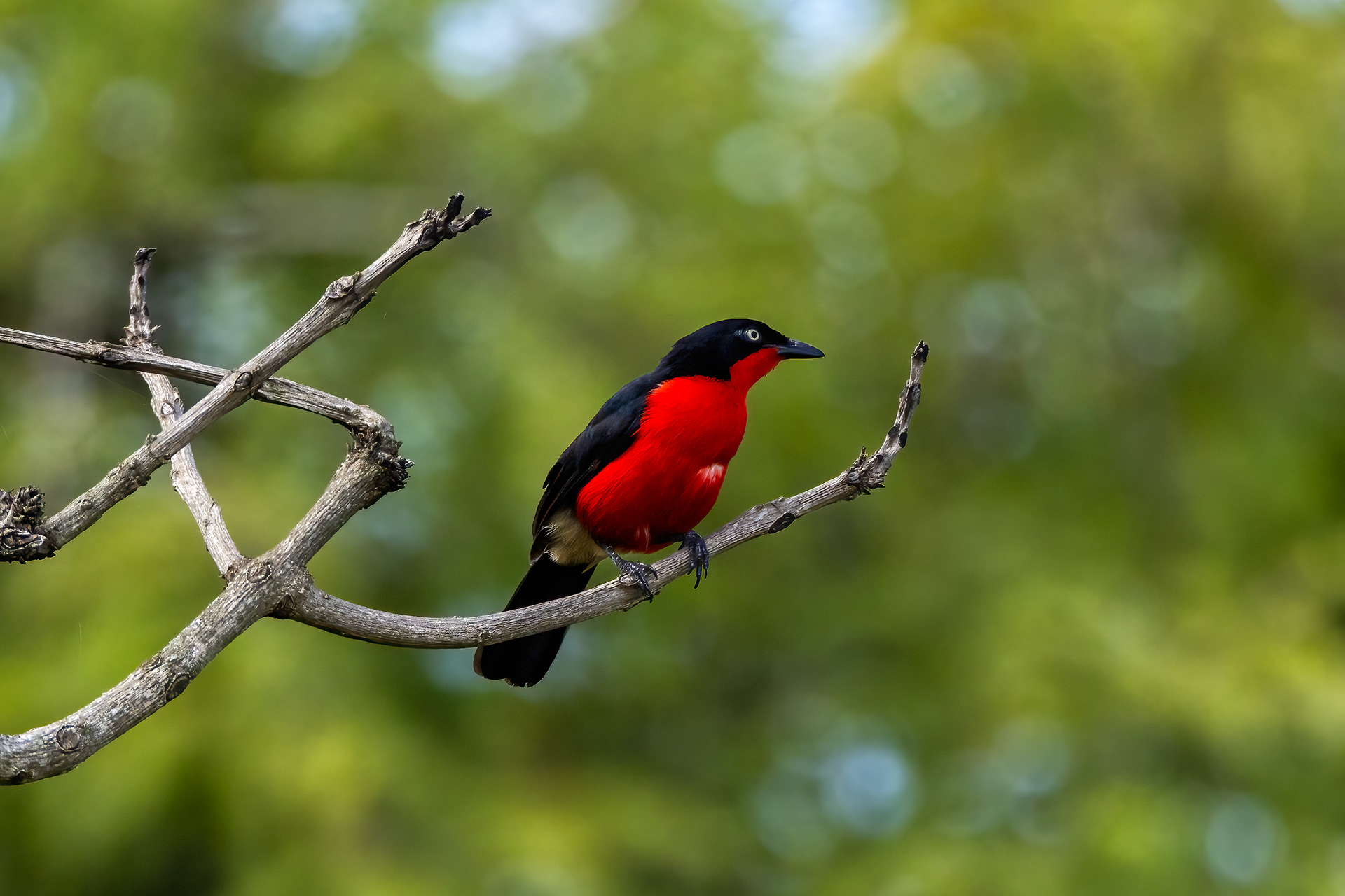 Black-headed Gonolek - Murchison Falls National Park, Uganda