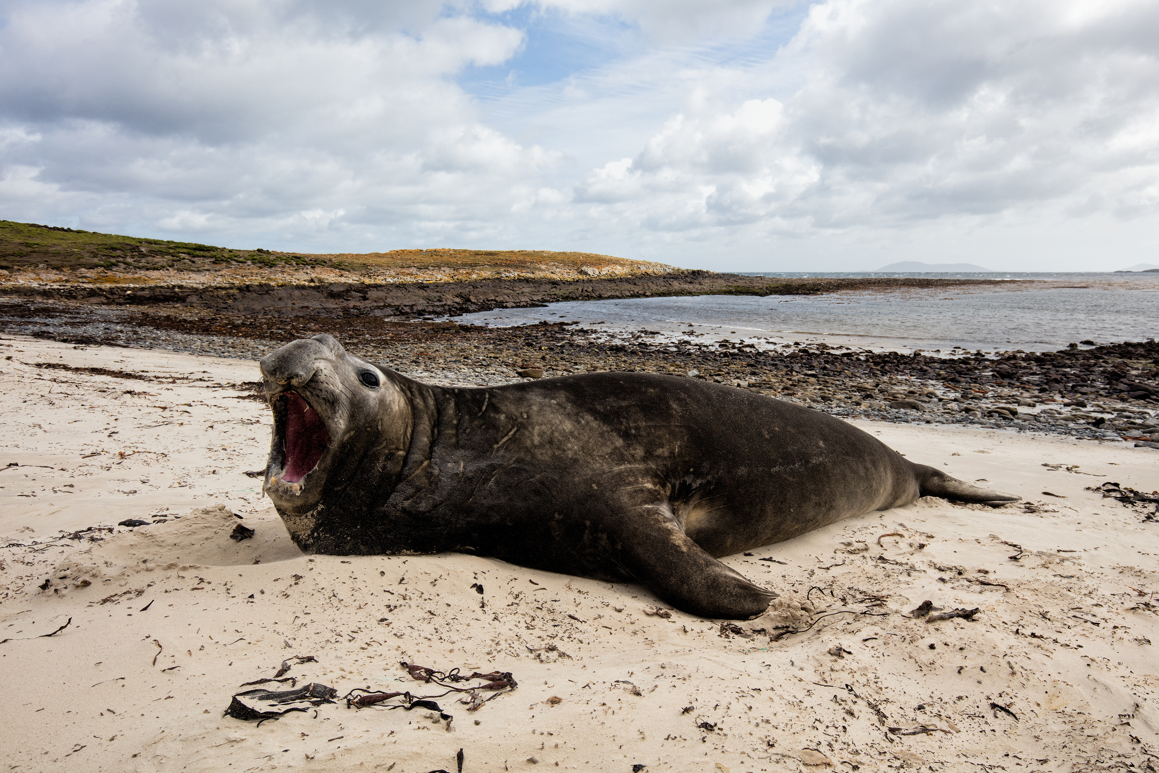 Elephant Seal giving a warning - Falklands