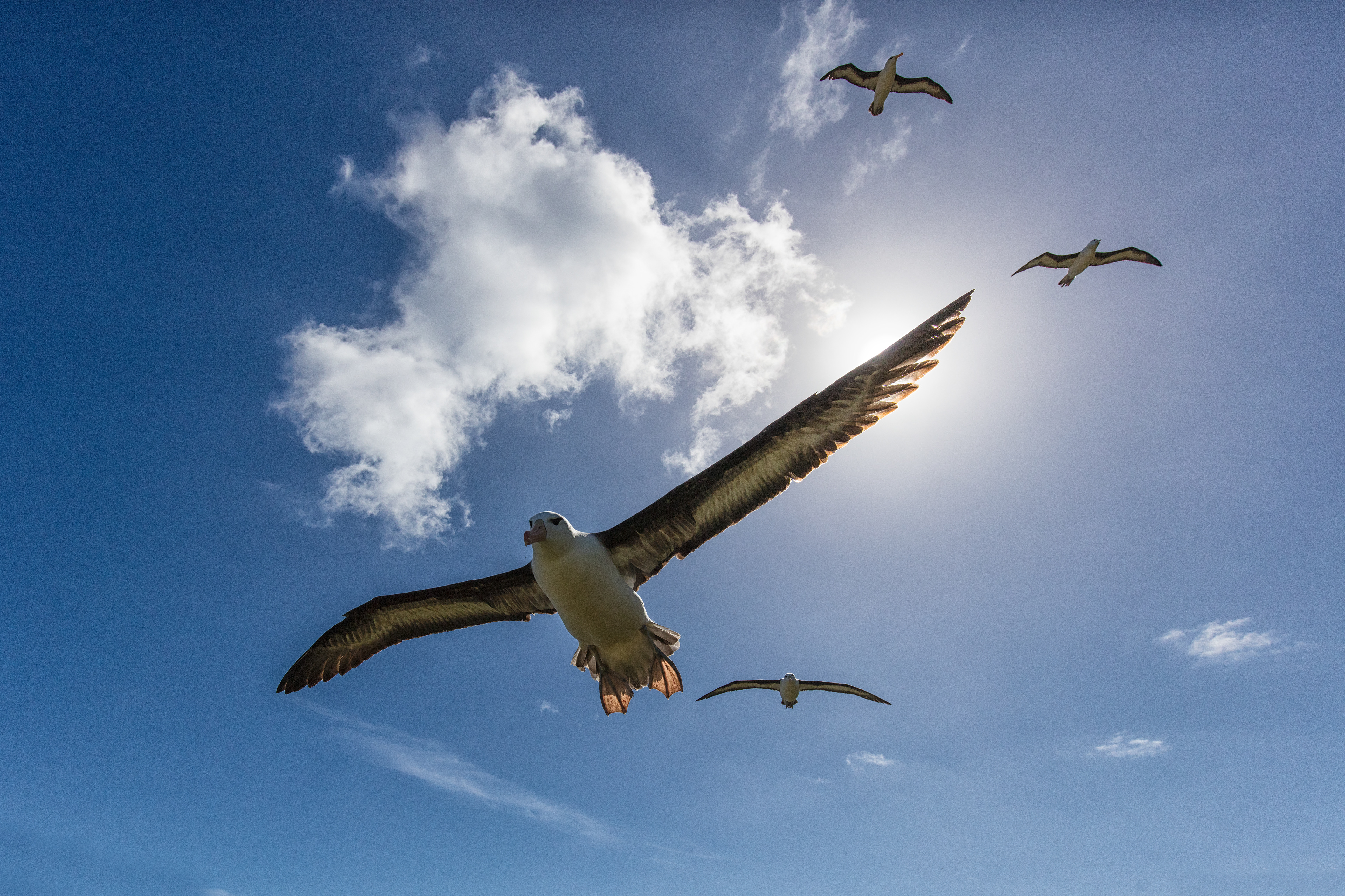 Black-browed Albatrosses - Falklands