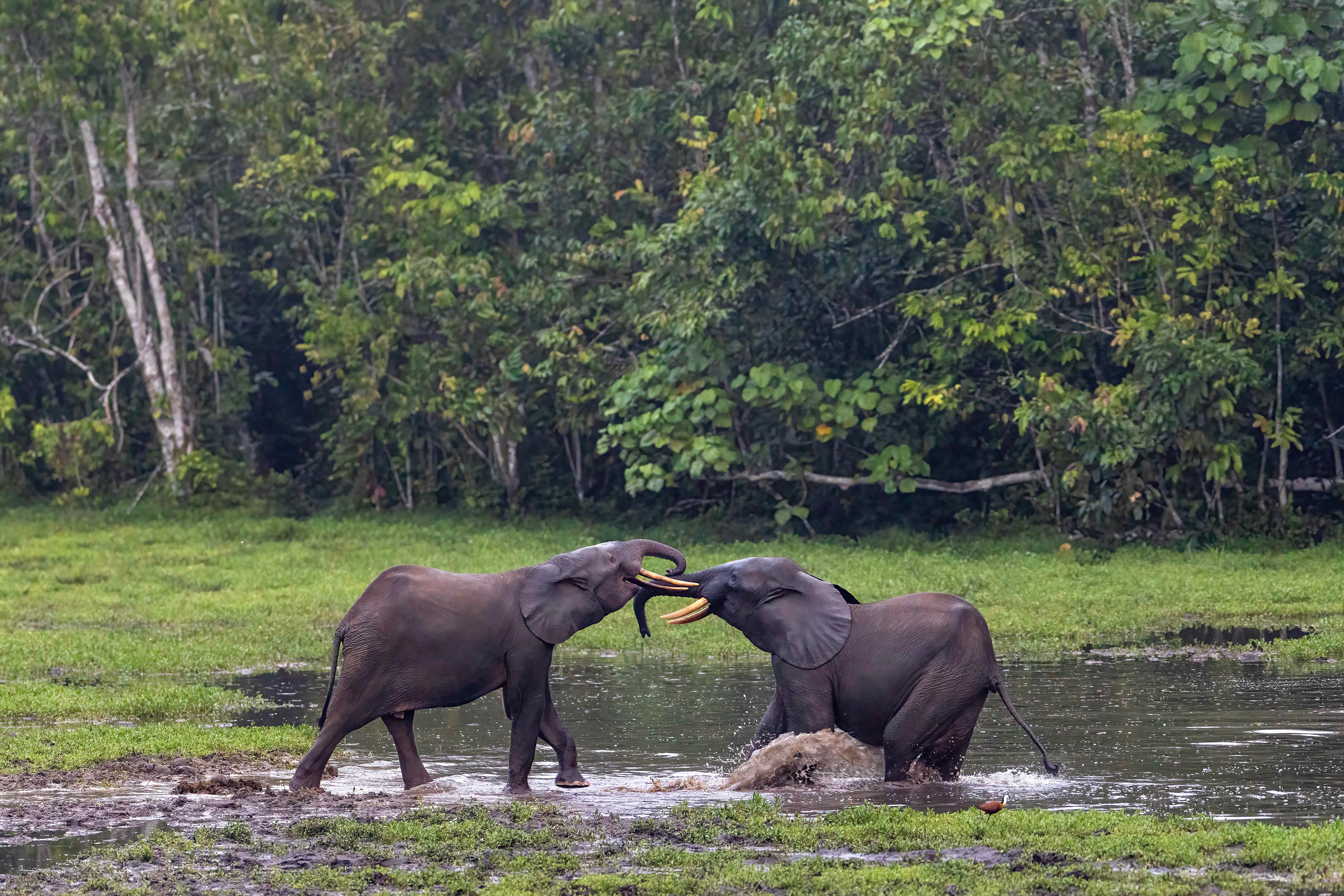Forest Elephants play-fighting - Odzala, Republic of Congo