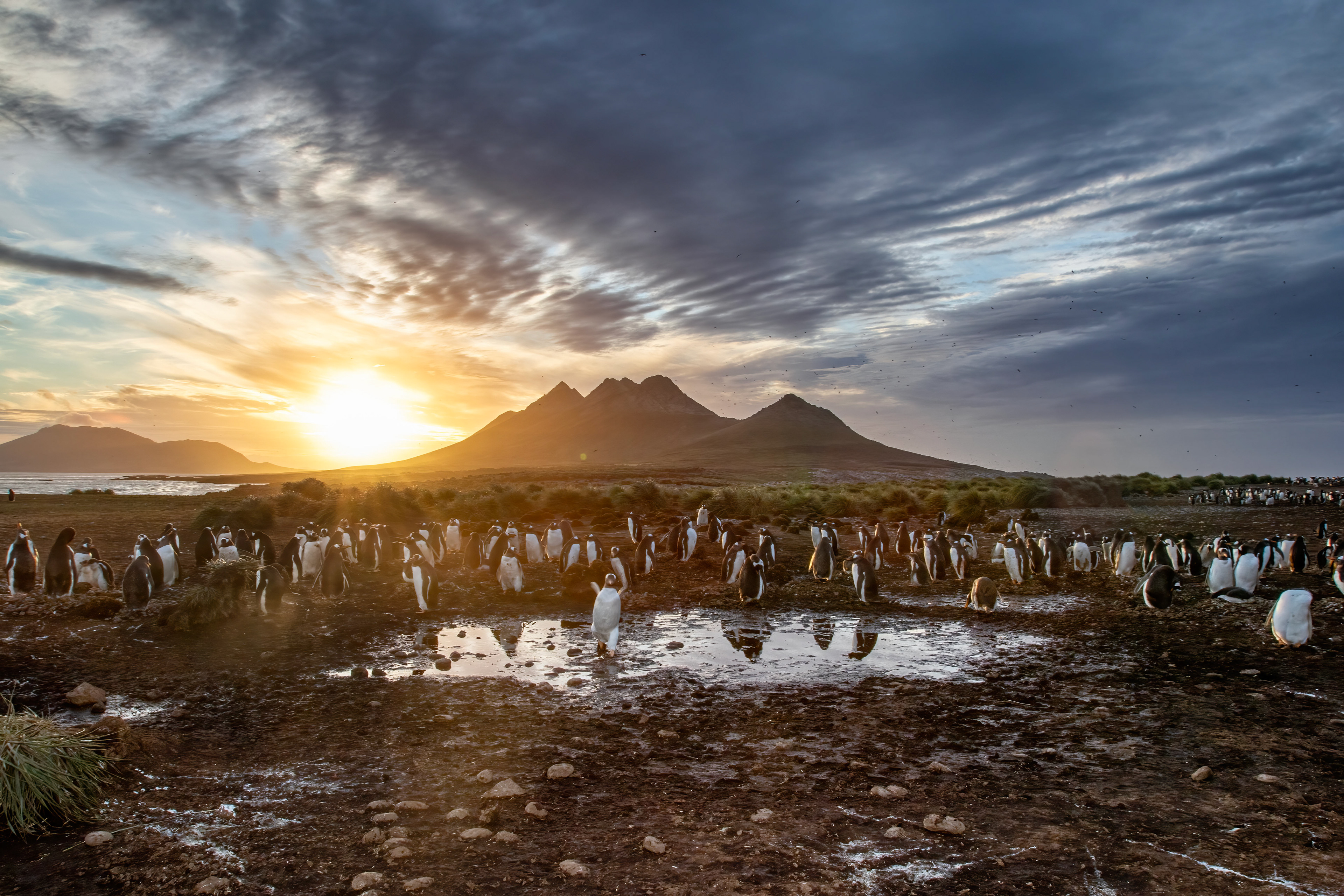 Gentoo Penguin colony at sunrise on Steeple Jason - Falklands - RM