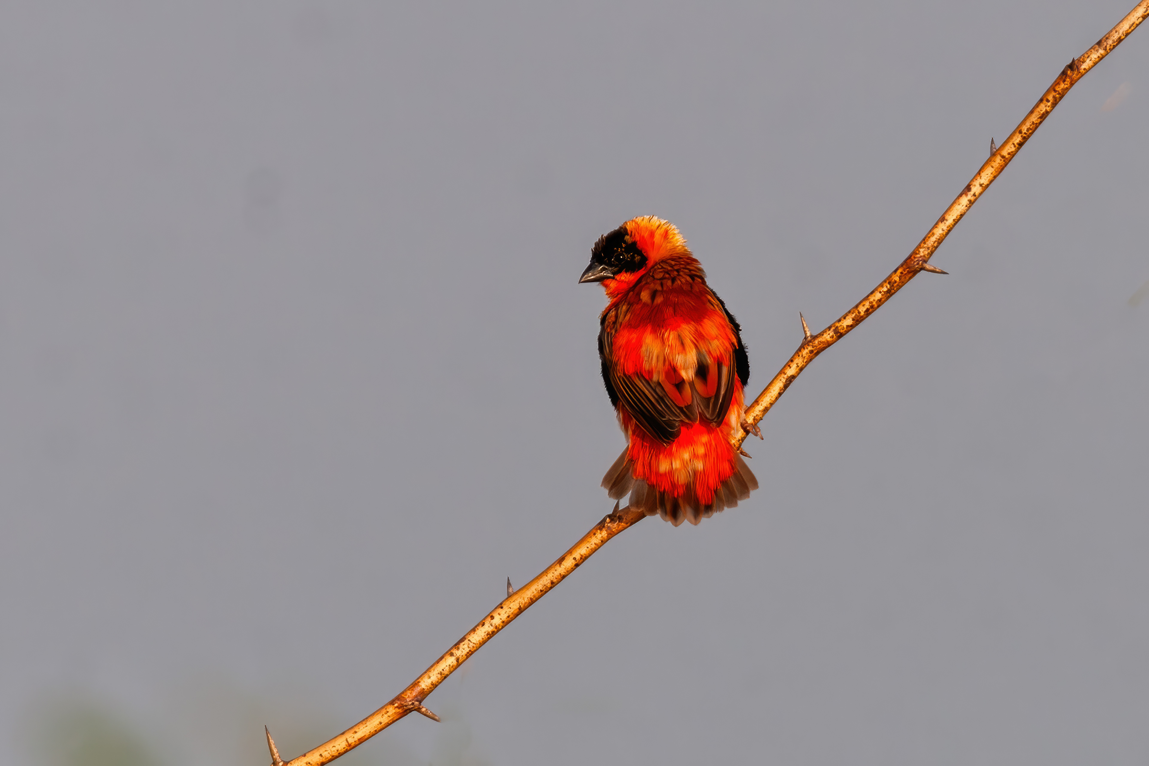 Red Bishop - Lake Baringo, Kenya