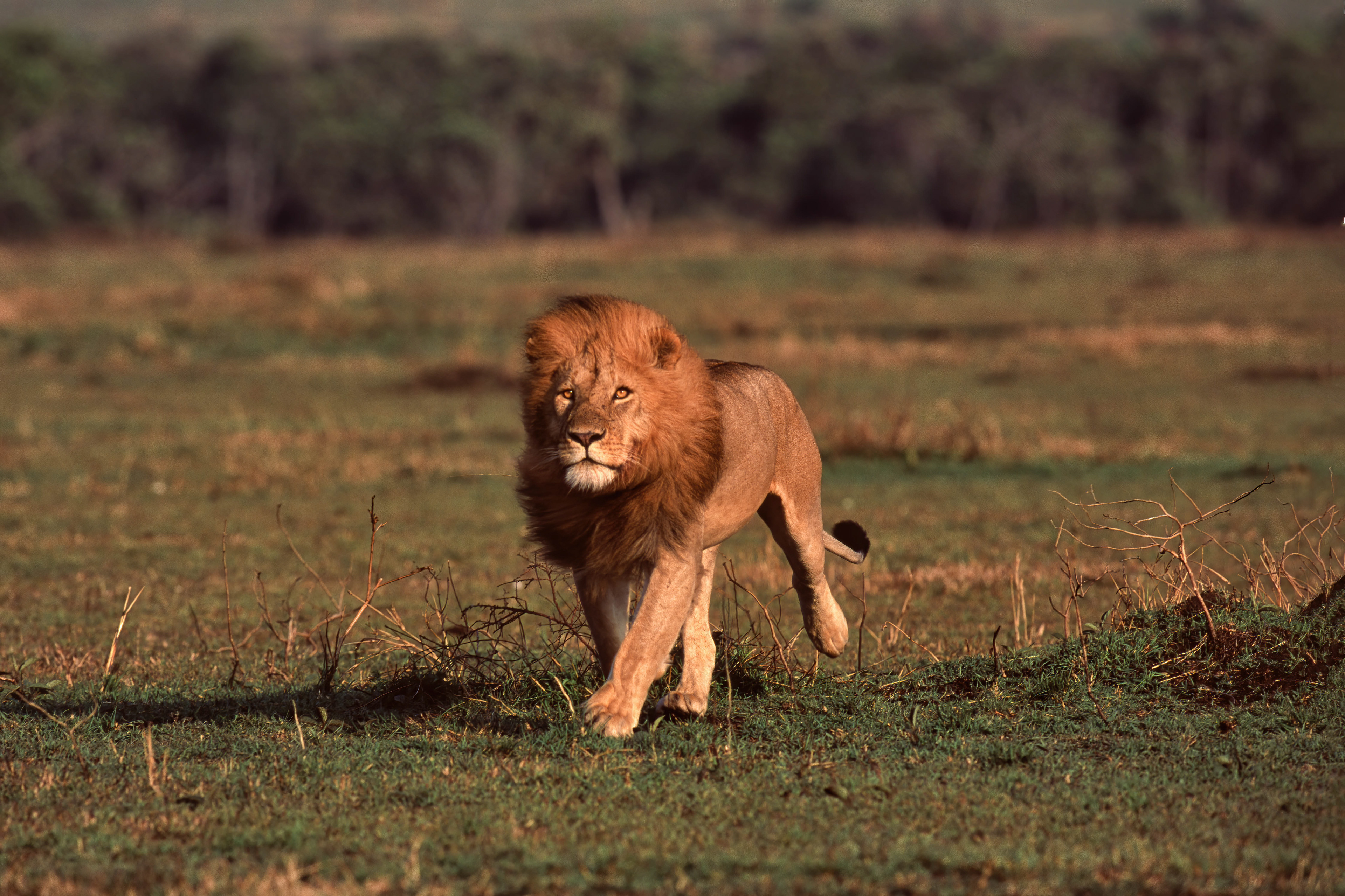 Male Lion on the run - Masai Mara