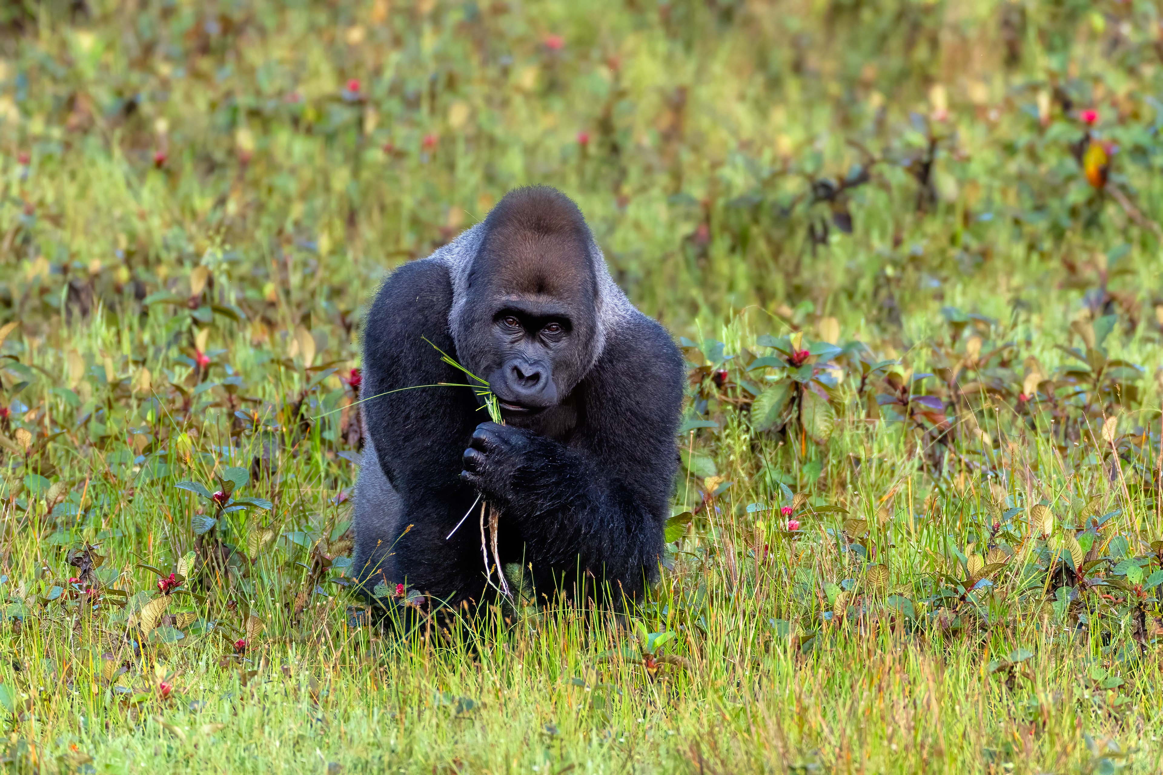 Western Lowland Silverback Gorilla - Odzala, Republic of Congo