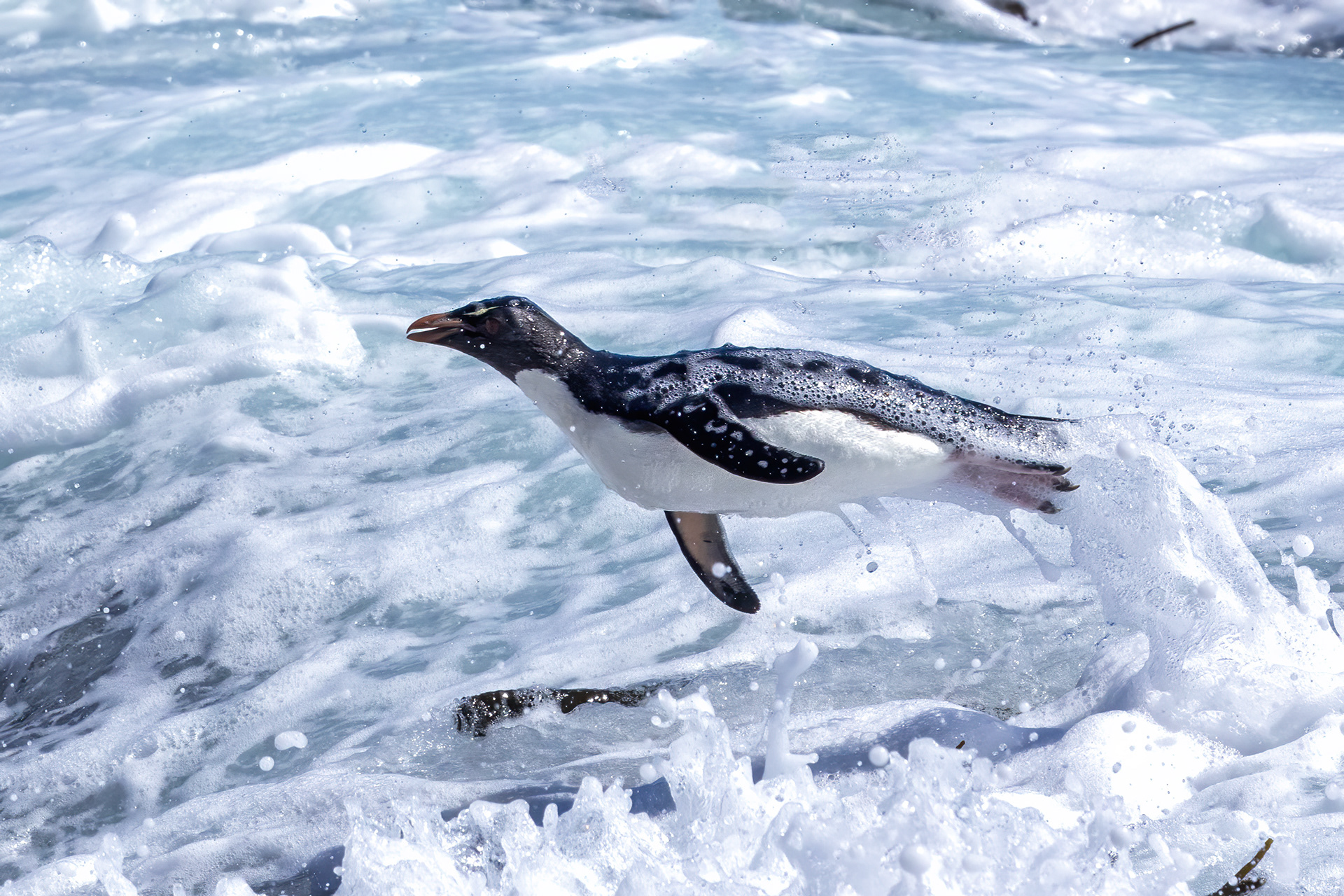 Southern Rockhopper Penguin surfing in - Falklands