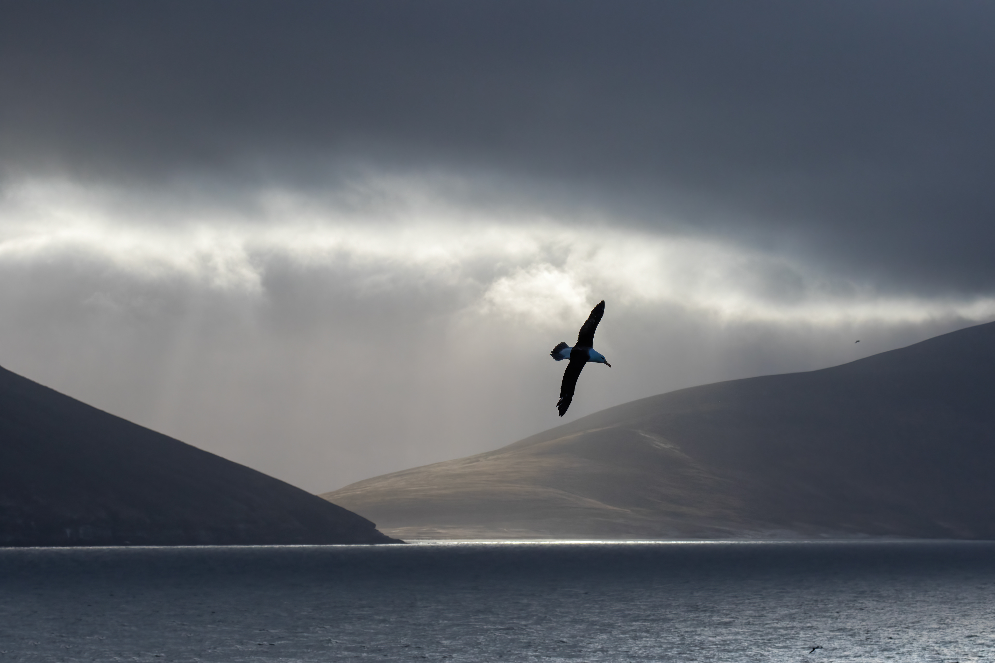 Black-browed Albatross in an approaching storm off Saunders Island - Falklands