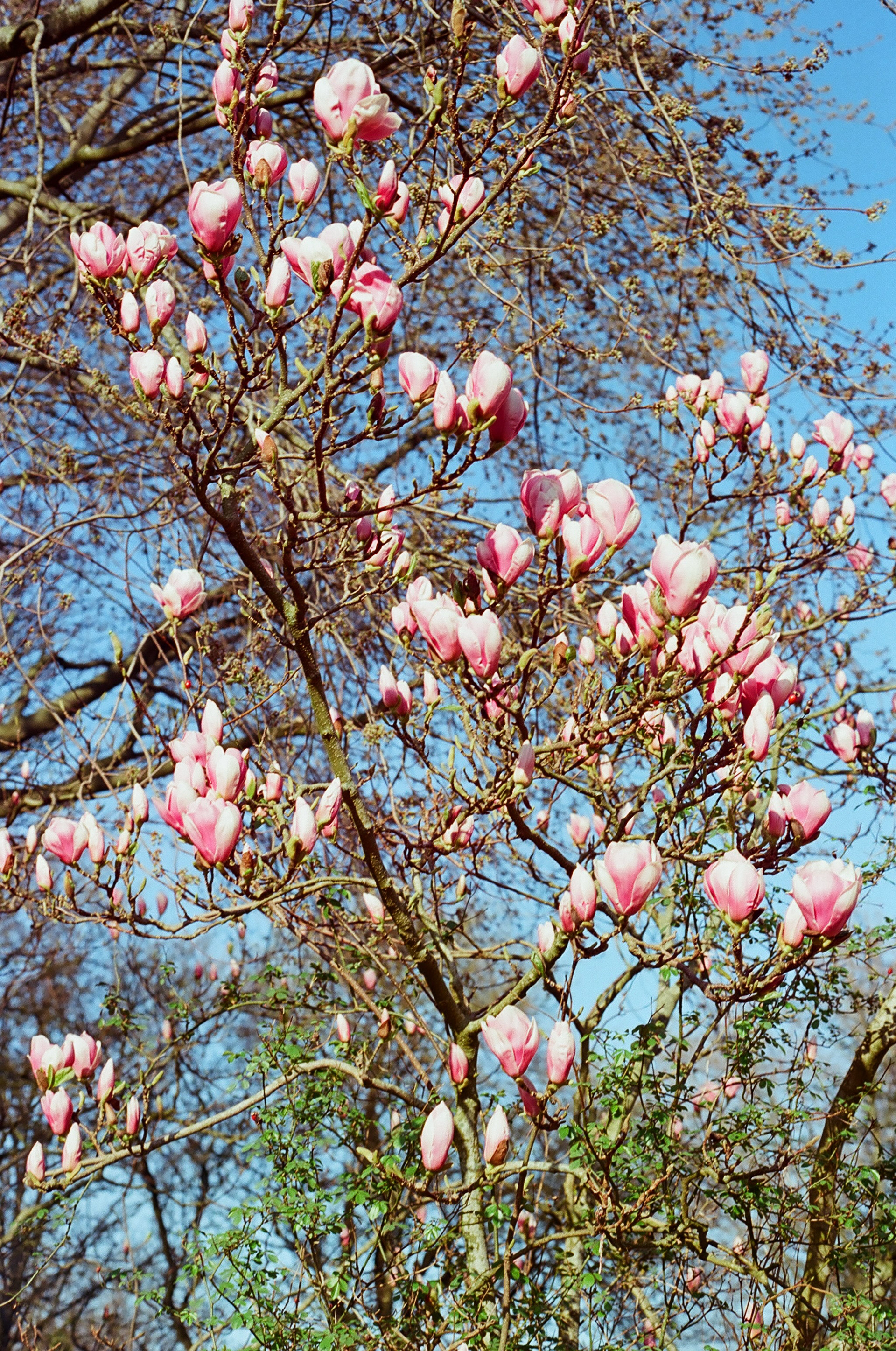 Amsterdam, Netherlands - Film