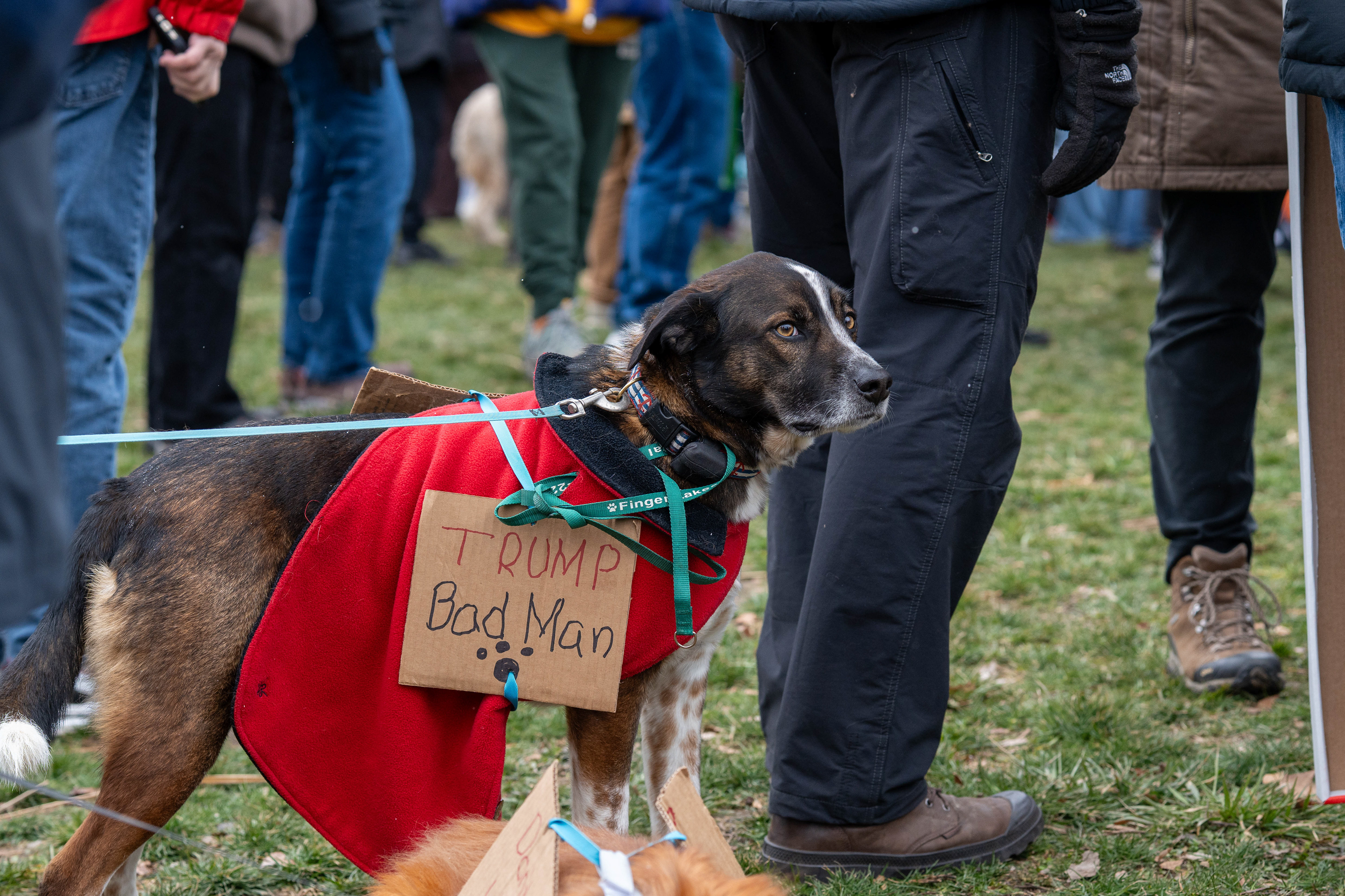 A dog wears a coat with a sign reading “Trump Bad Man” during a No Kings protest at Genesee Gateway Park in Rochester, N.Y., Saturday, March 28, 2026.