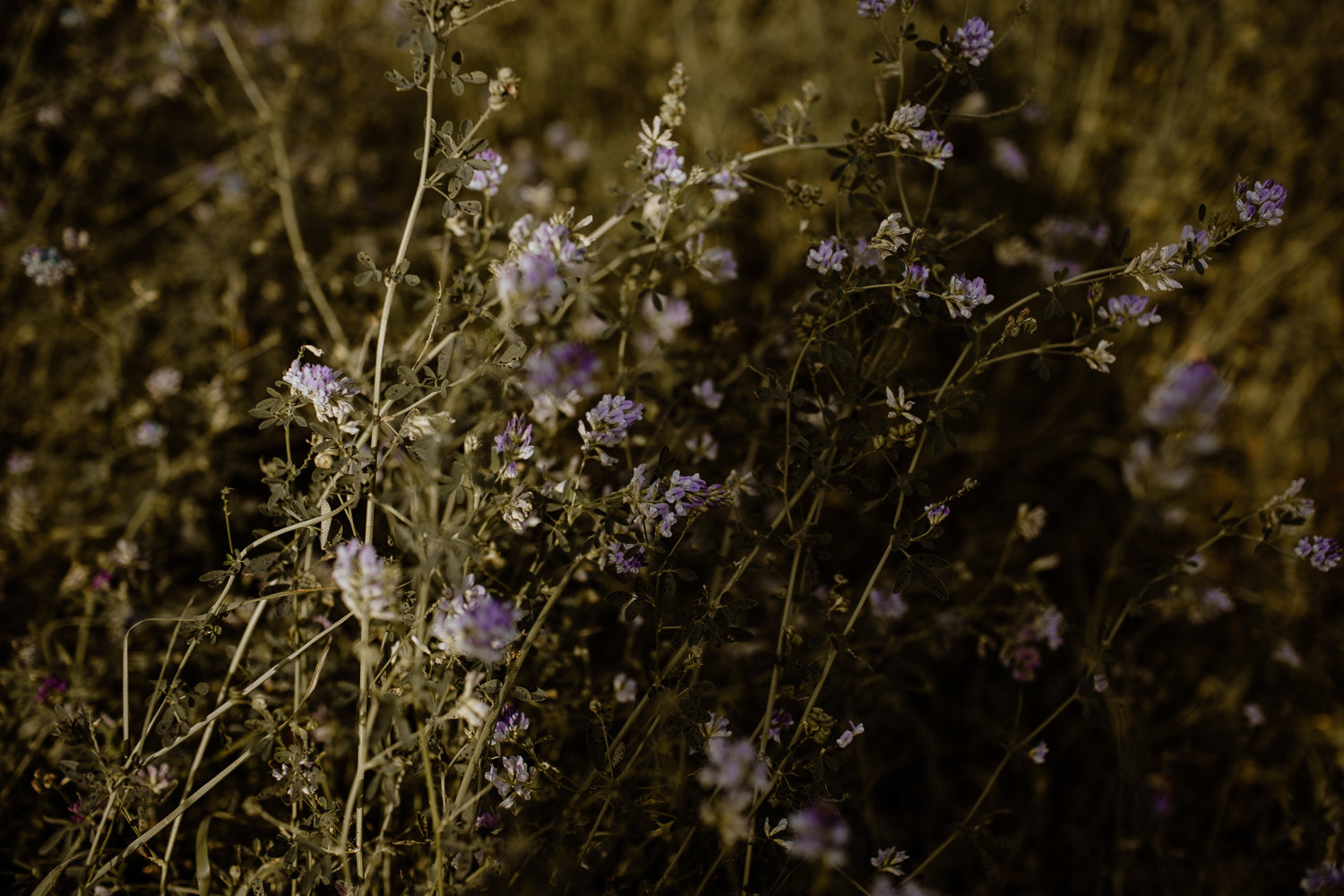 "wild flowers"