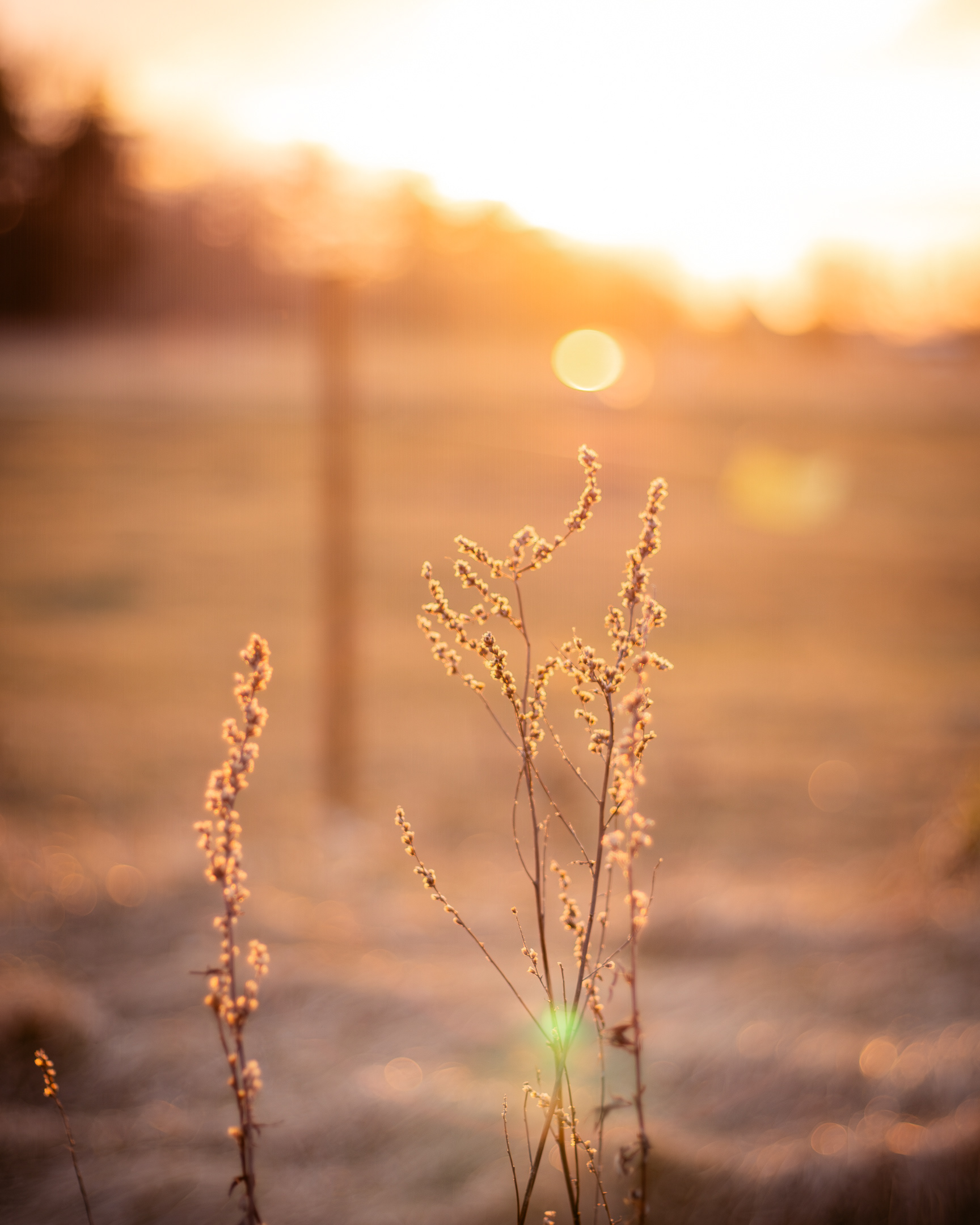 "golden light"