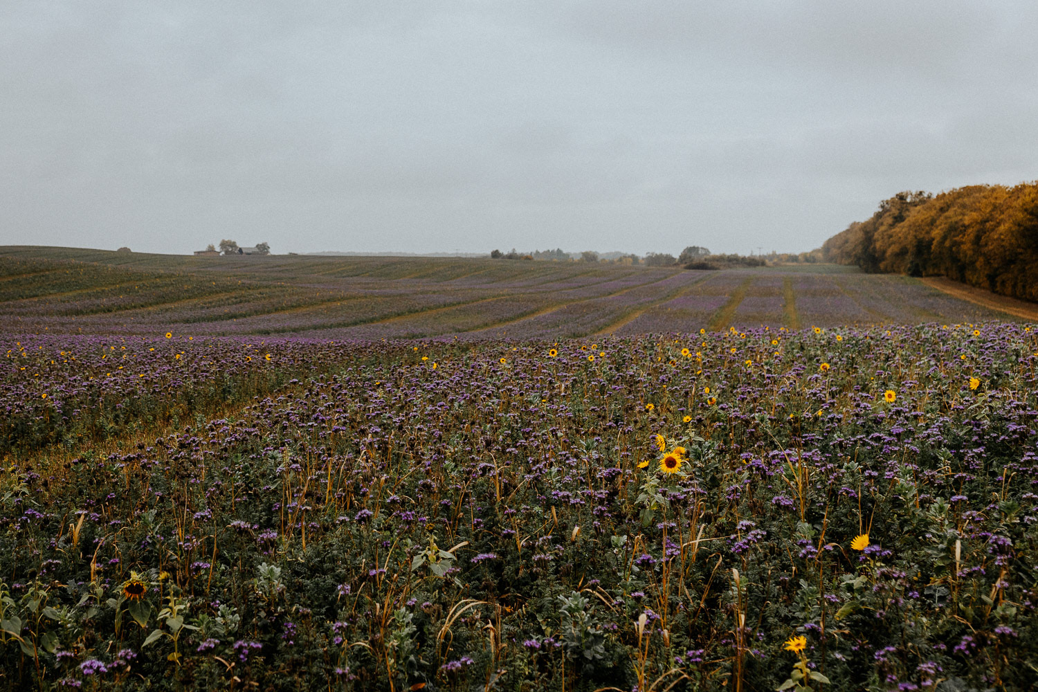 "Herbstzeit"