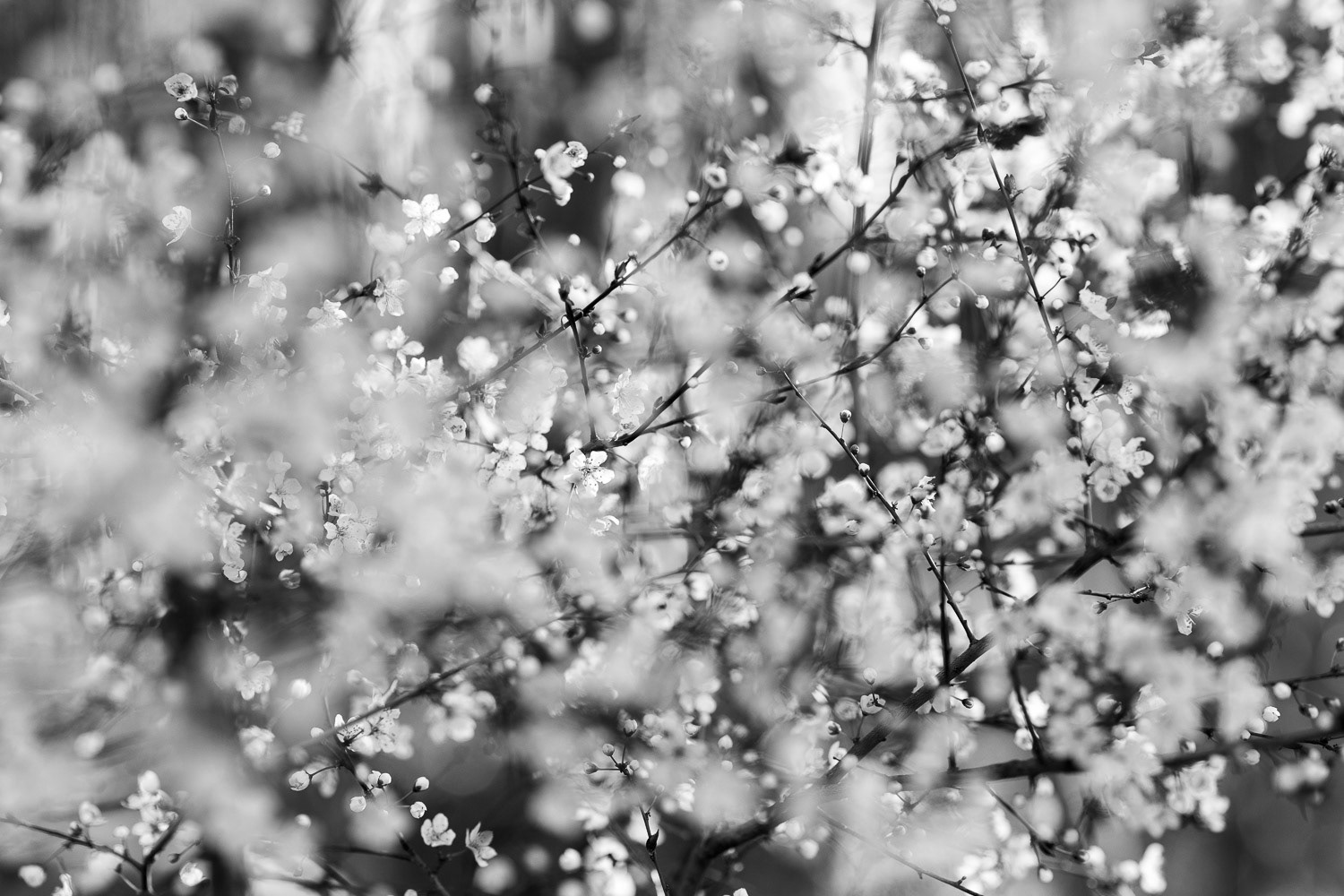 "Frühling"