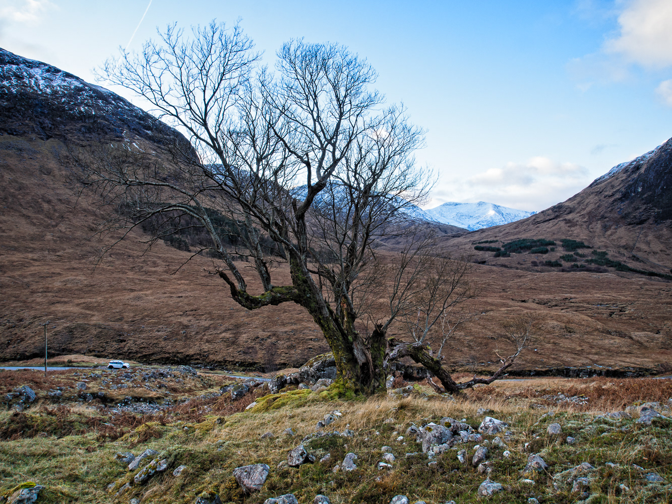 Photo: This tree was featured in the James Bond film Skyfall