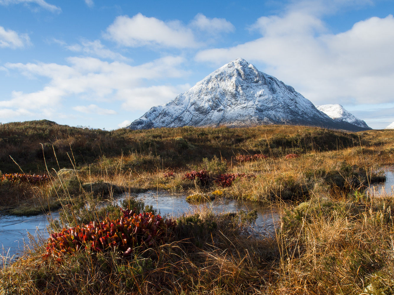 Photo of what appeared to be insect eating plants on Rannoch Moor, Scottish Highlands towards Buachaille Etive Mor