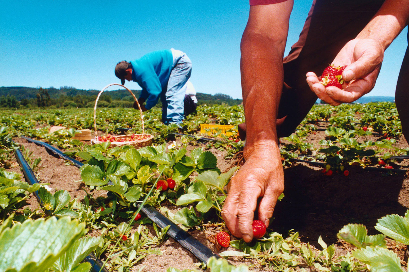 cosecha de frutillas