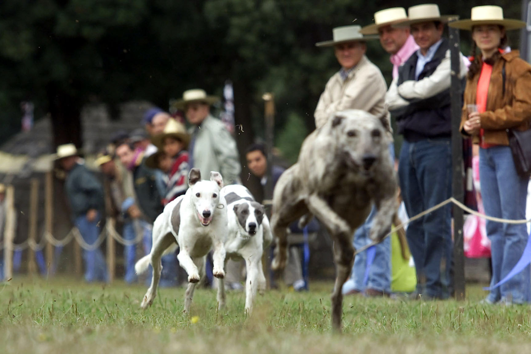 carreras de perros