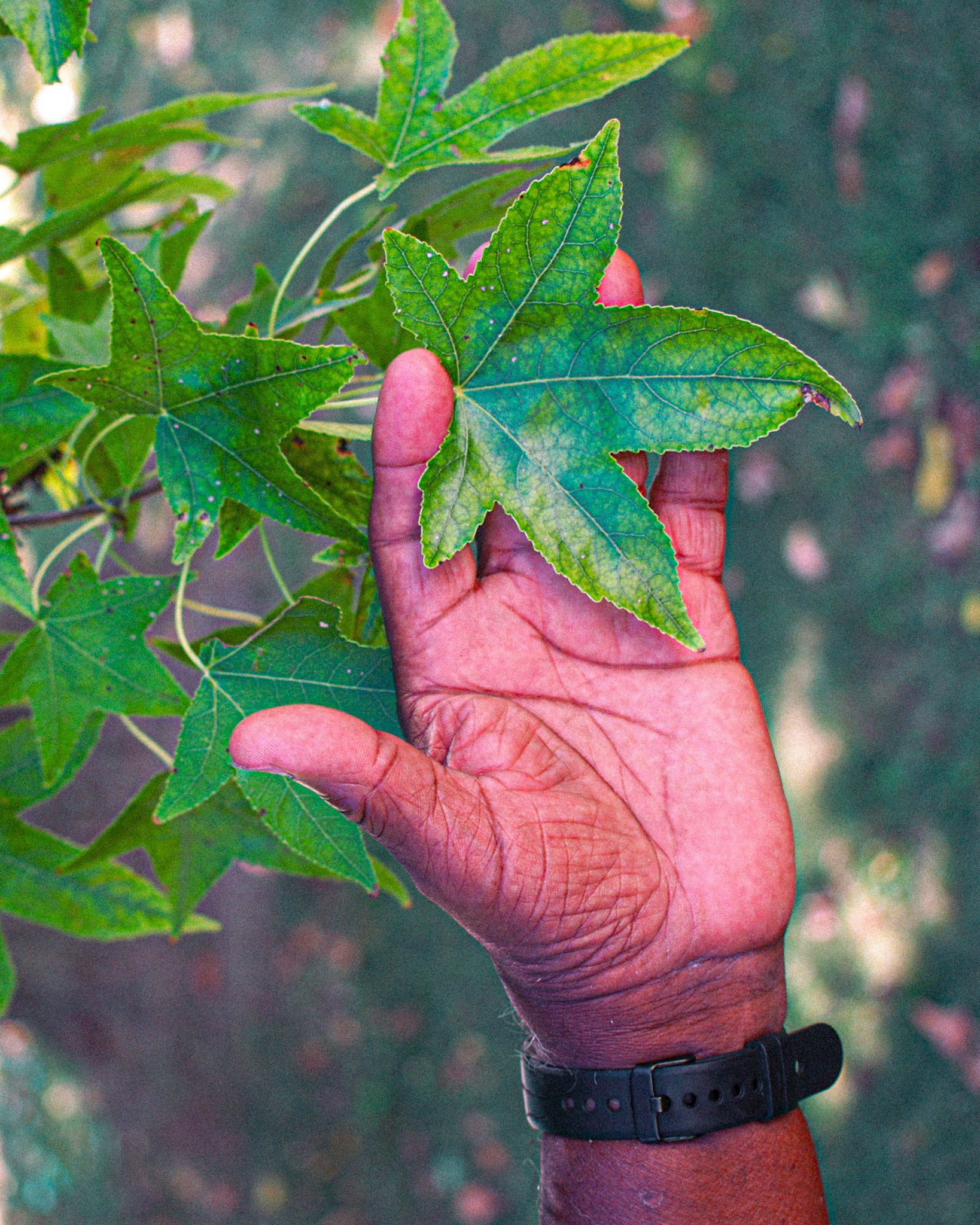 oak gum tree leaf