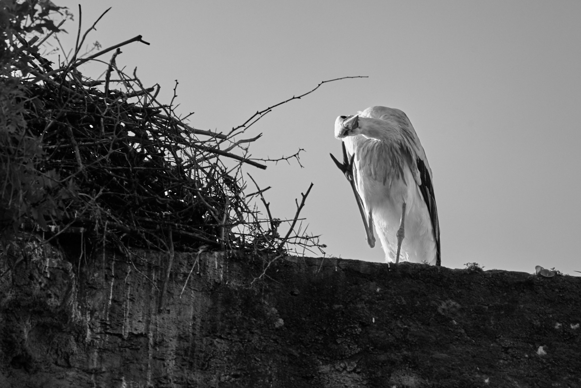 Bird Scratching Head