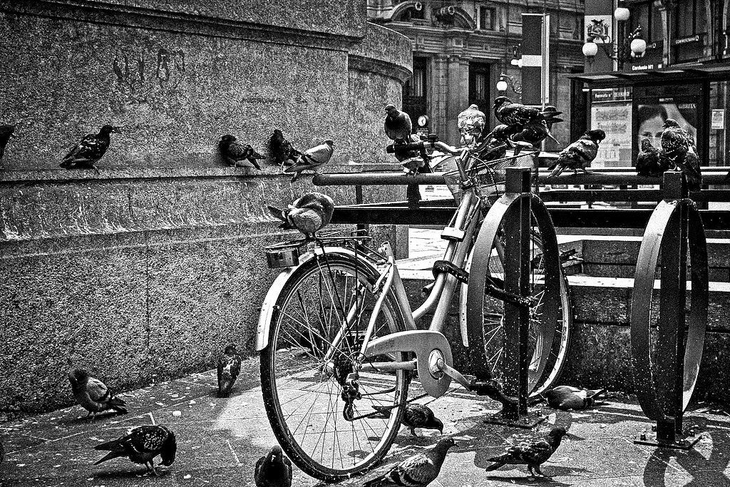 Bike and Pigeons
