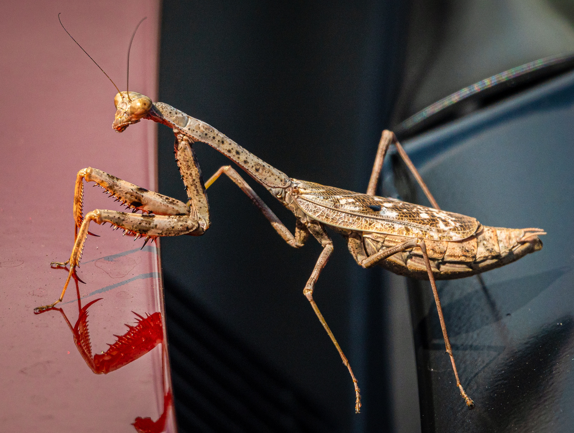 Hitchhiker on my Car Hood