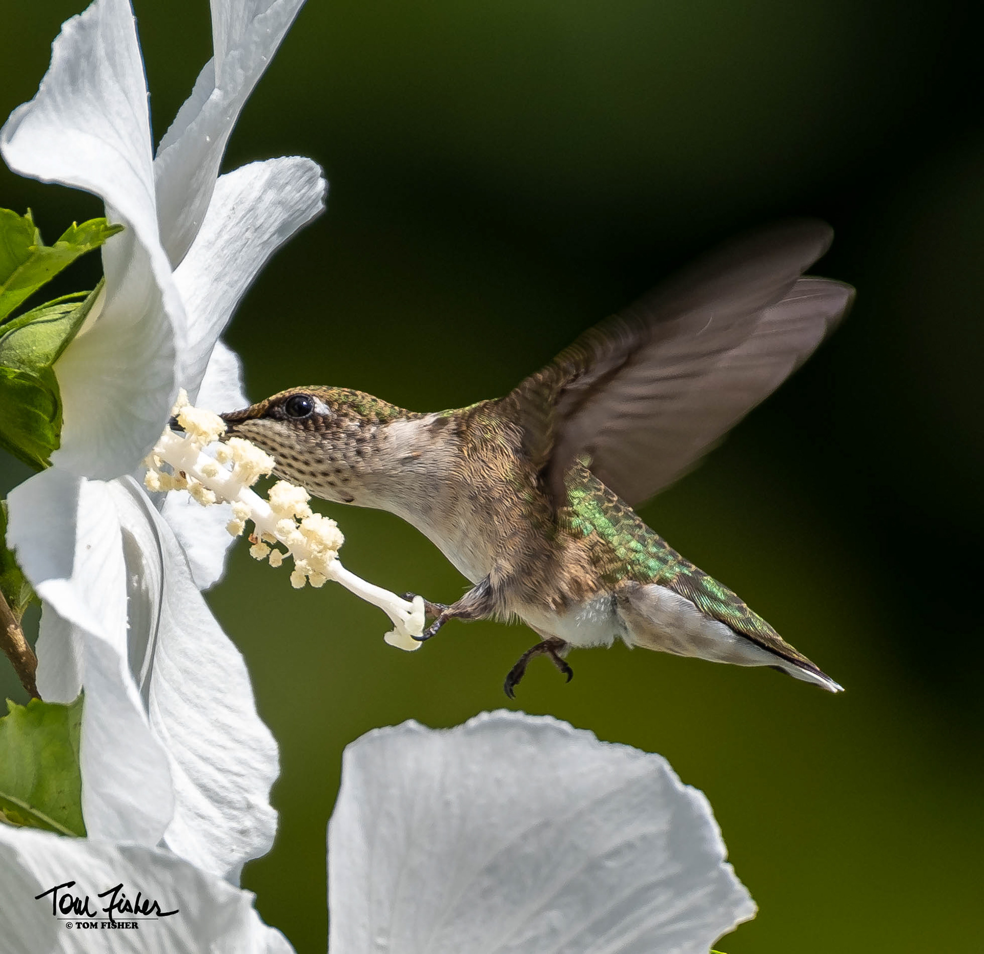 Hummingbird in Manalapan, NJ