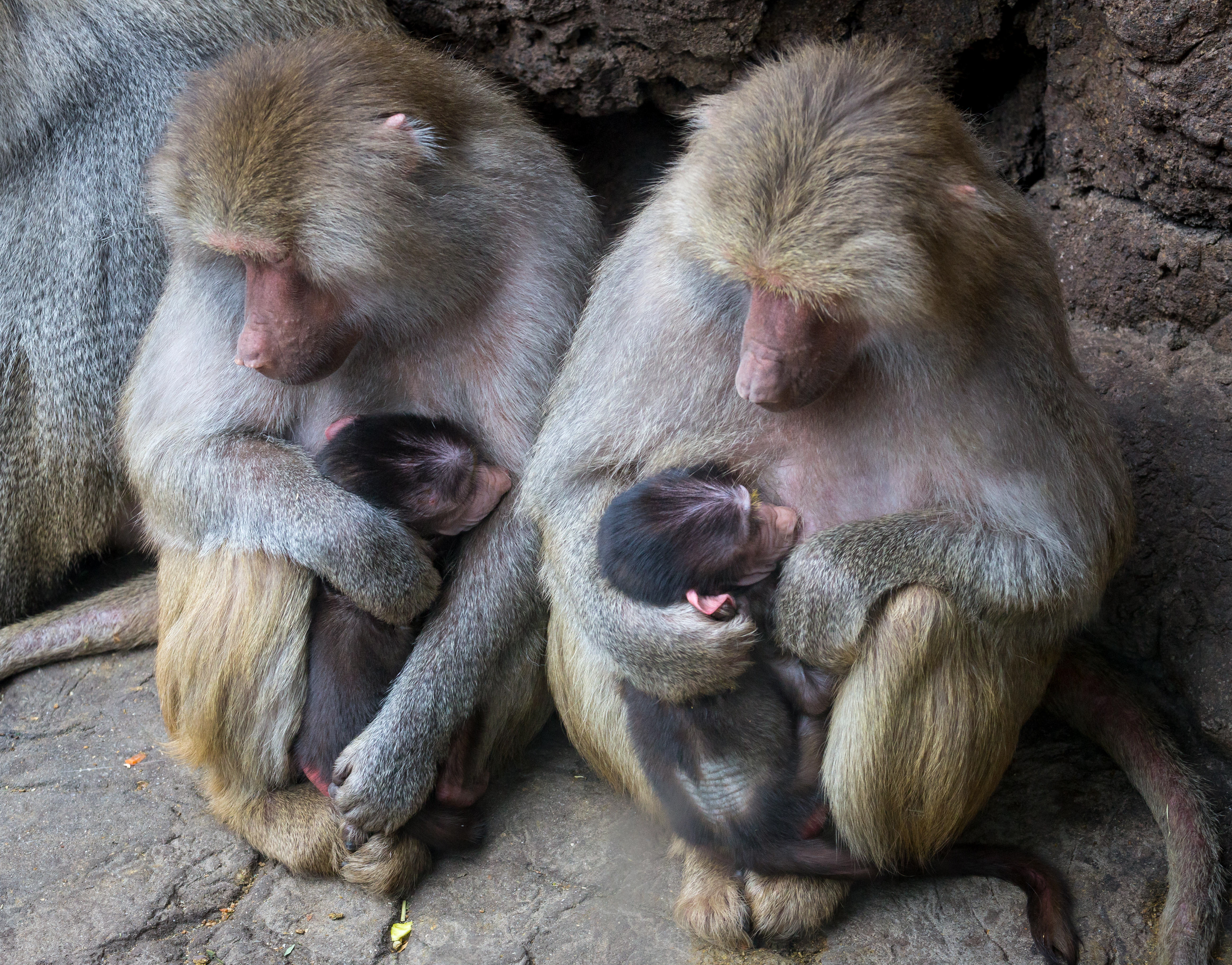New Moms