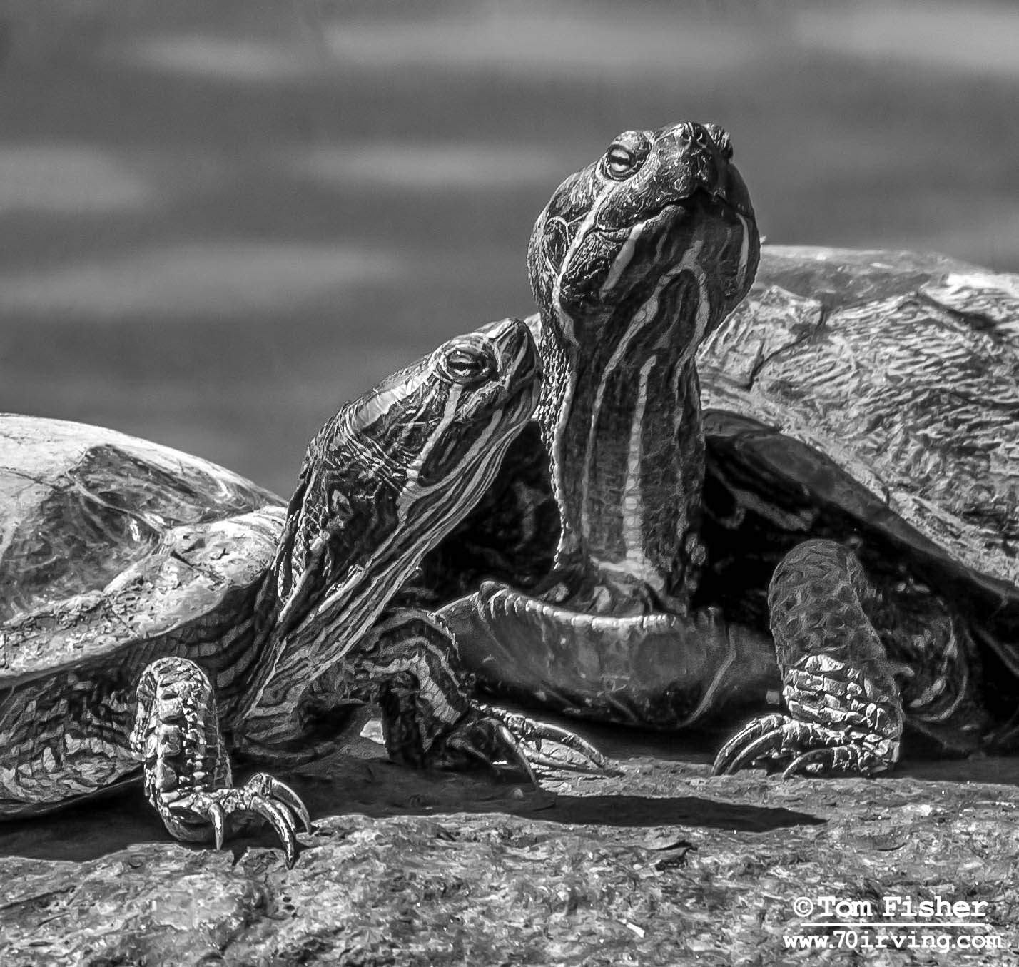 Central Park Turtles