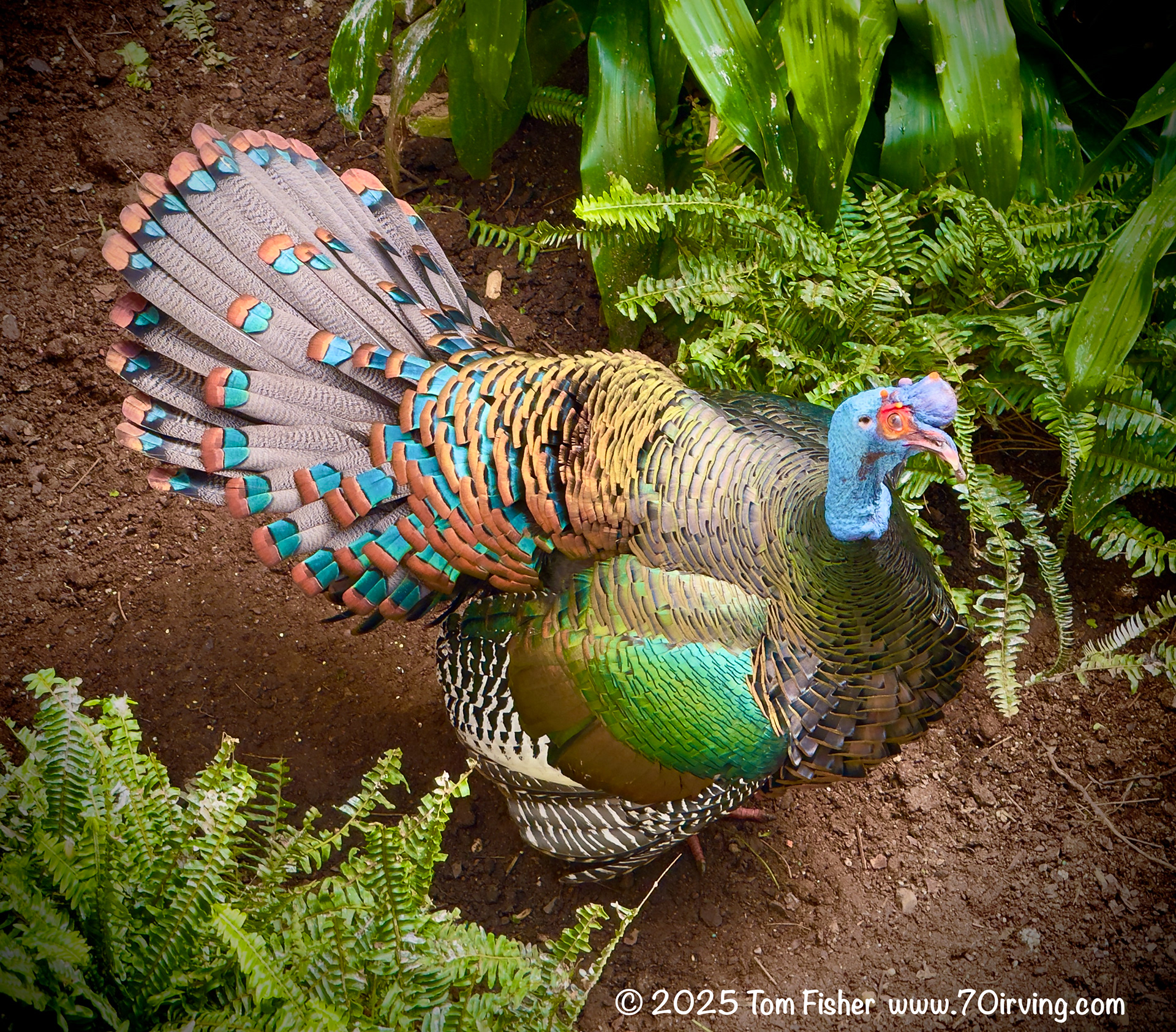 Ocellated Turkey at the Bronx Zoo