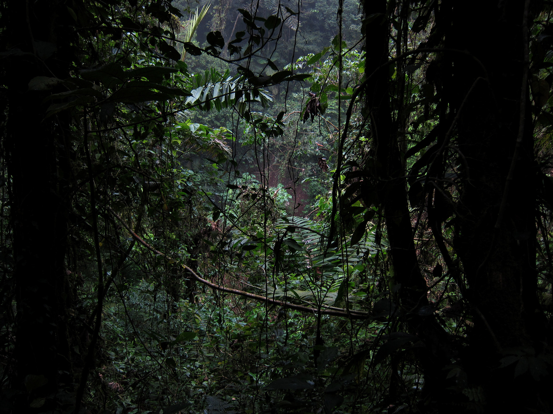 Rain Forest in Costa Rica