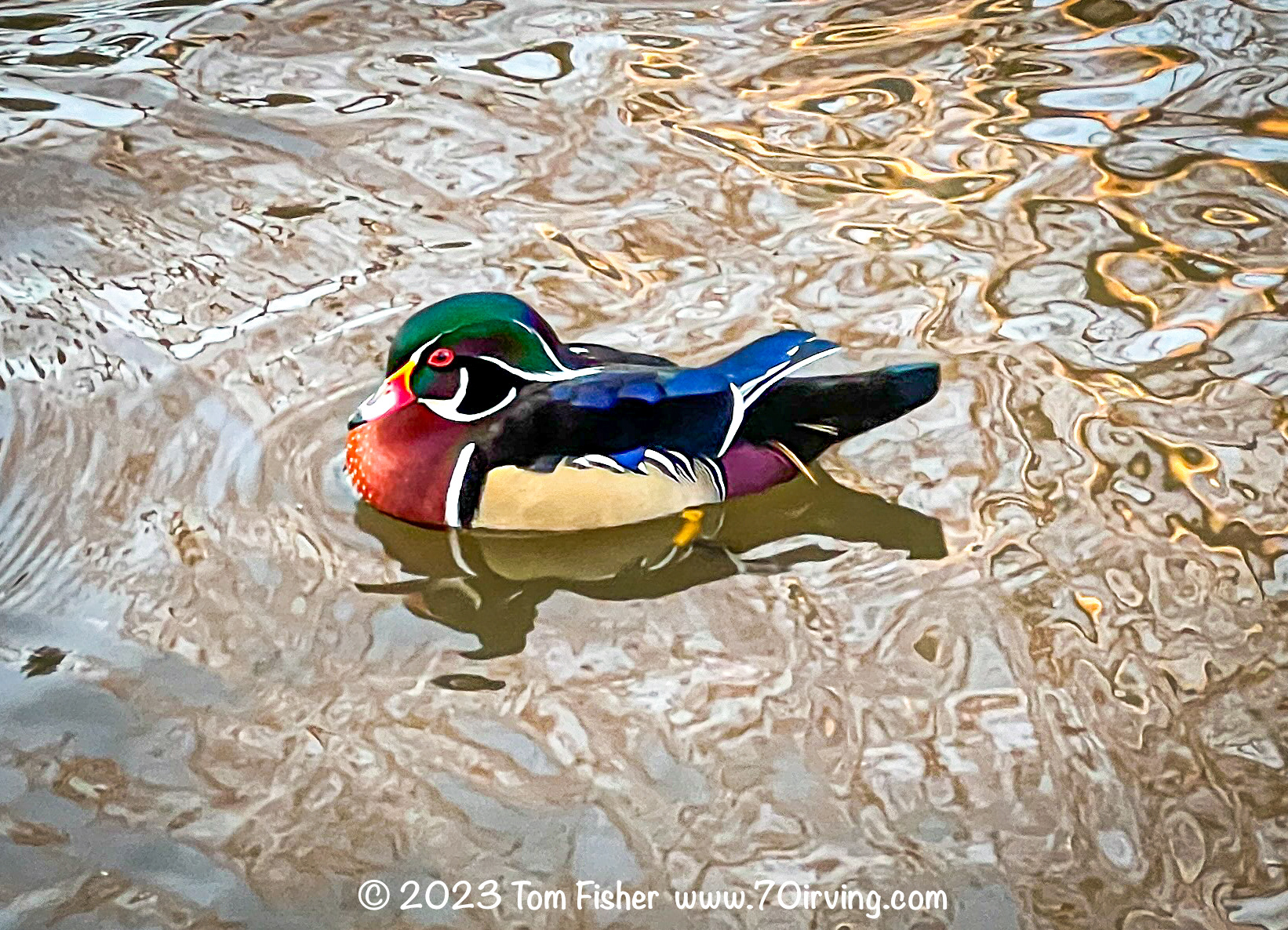 Wood Duck in Yardley, PA