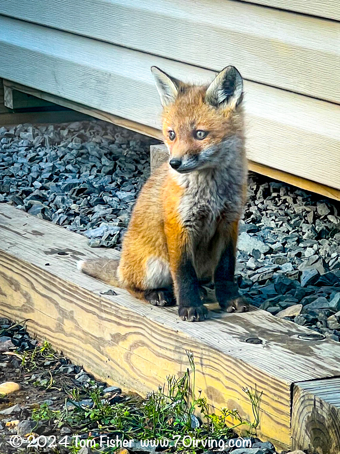 Fox Kit